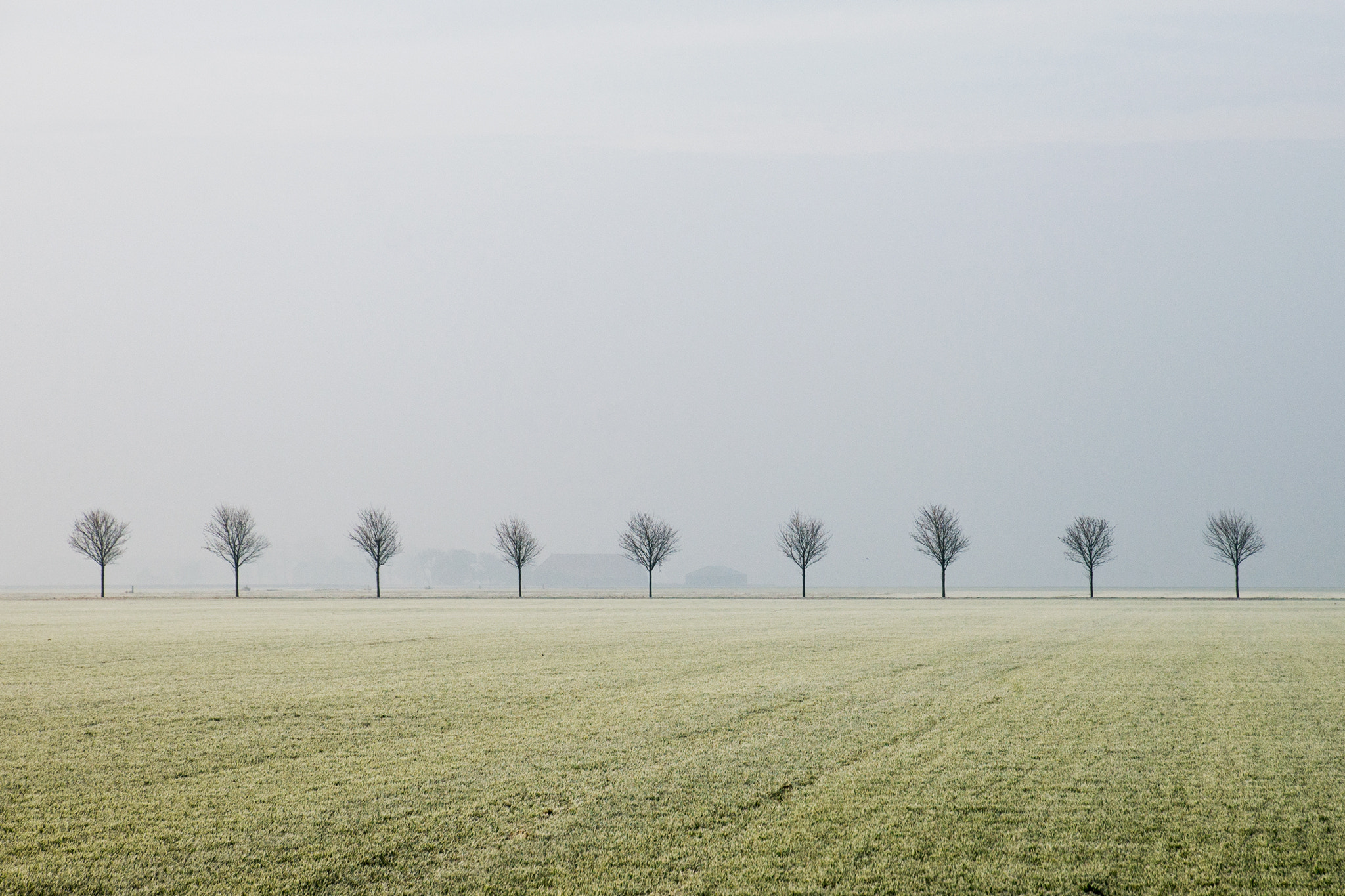 Sony a99 II sample photo. More trees... photography