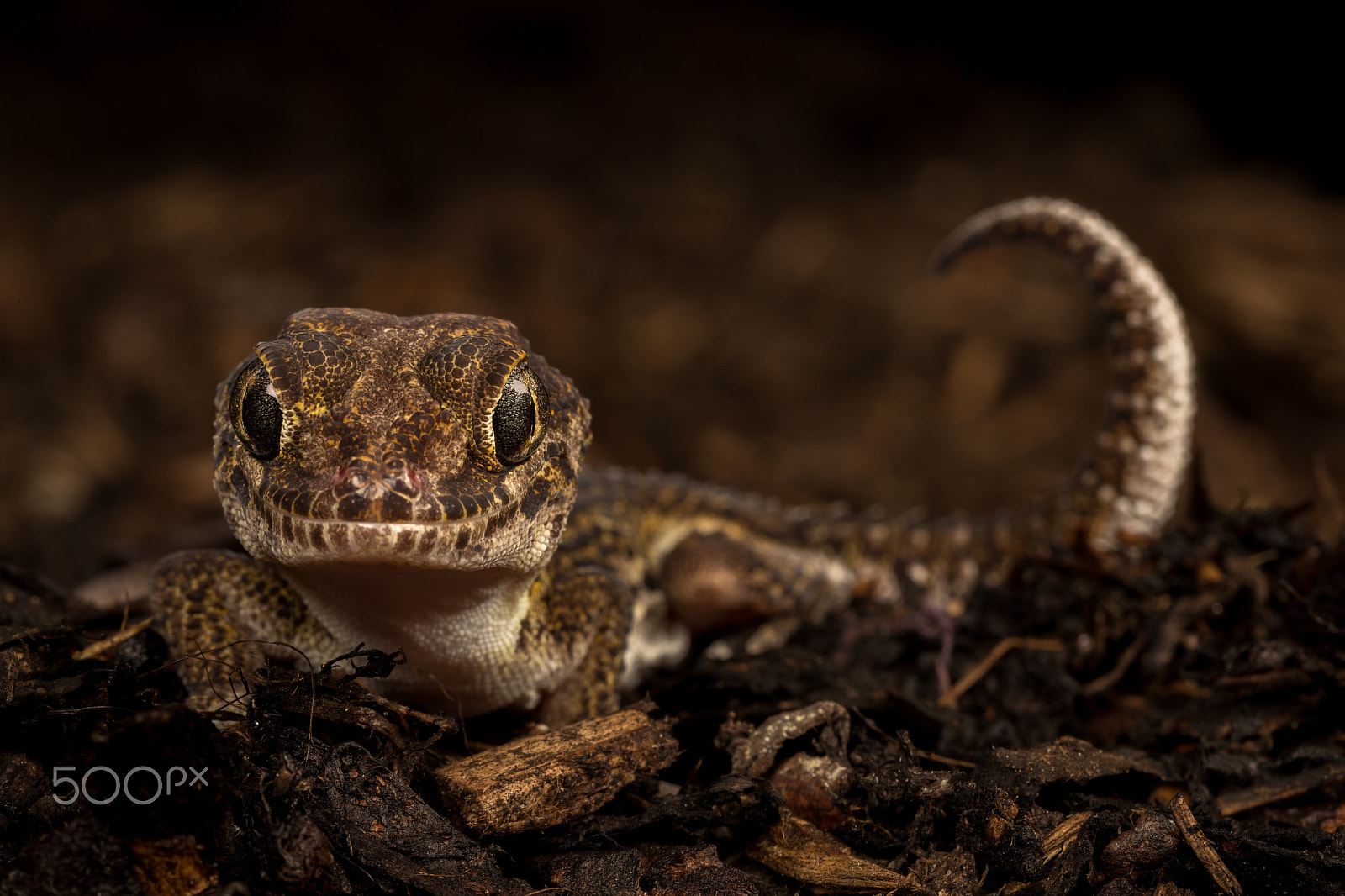 Canon EF 100mm F2.8L Macro IS USM sample photo. Ocelot gecko photography