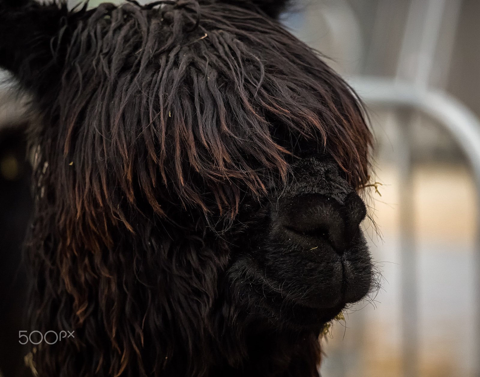 Panasonic Lumix DMC-GH4 + LEICA DG 100-400/F4.0-6.3 sample photo. Bad hair day - suri style? photography