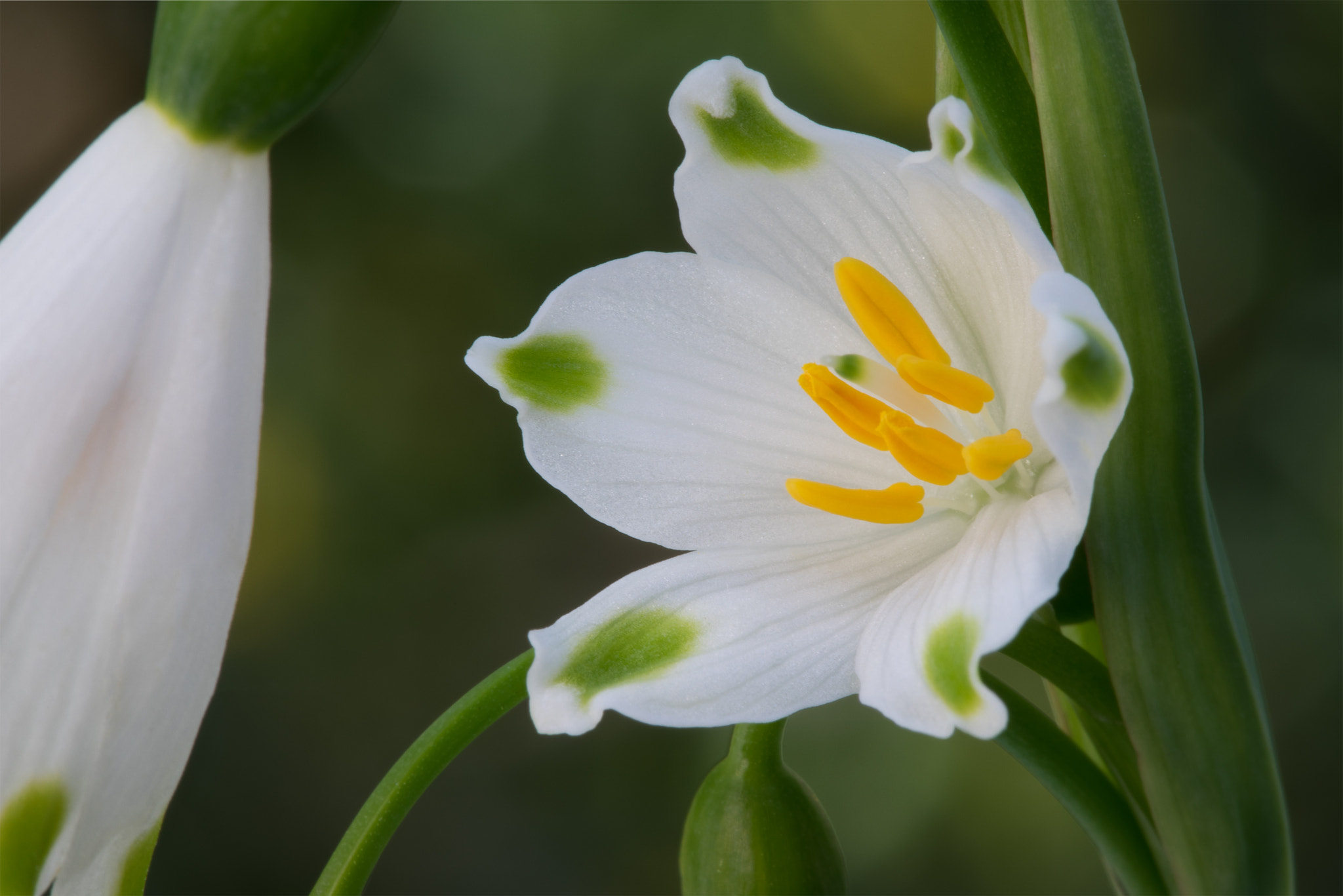 Sony a7R + Canon EF 100mm F2.8 Macro USM sample photo. Opening photography