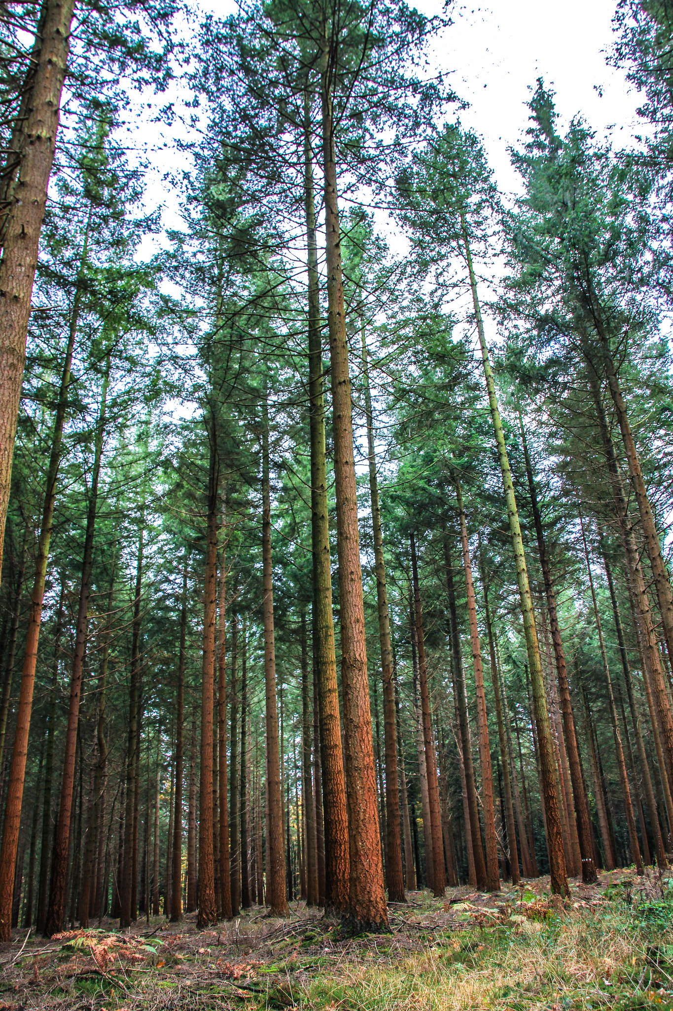 Canon EOS 100D (EOS Rebel SL1 / EOS Kiss X7) sample photo. Pines in the perche forest in normandy photography