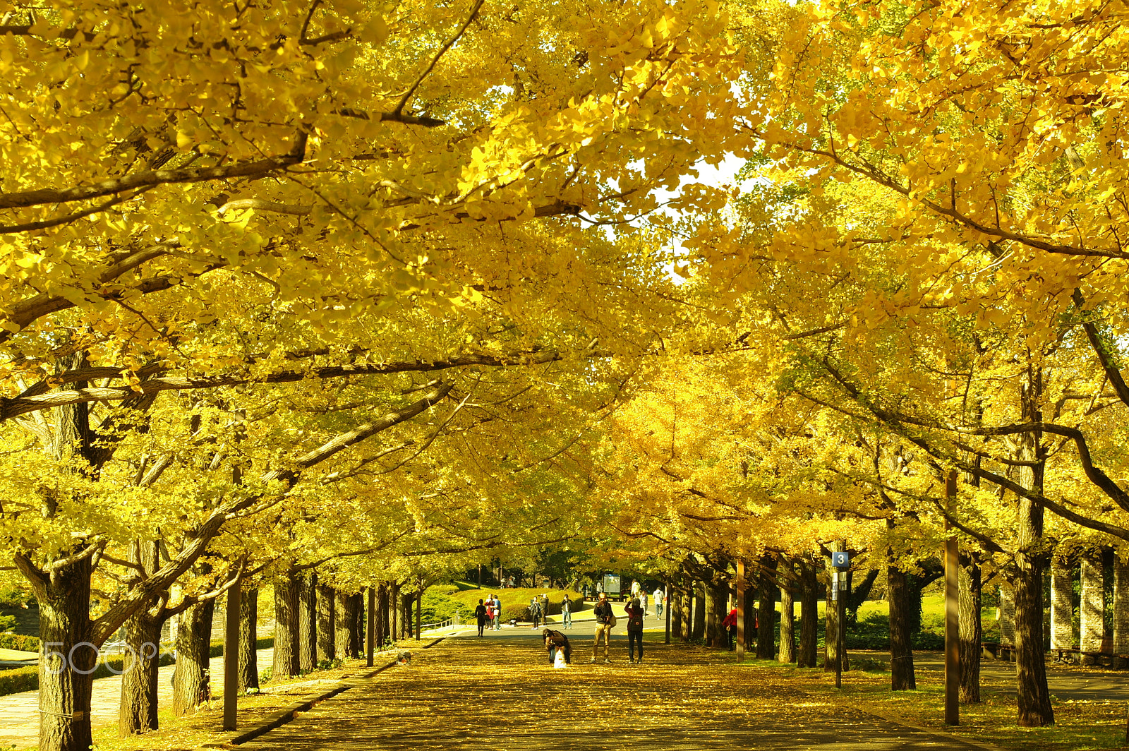 smc PENTAX-DA L 18-55mm F3.5-5.6 sample photo. Autumn road 2 photography