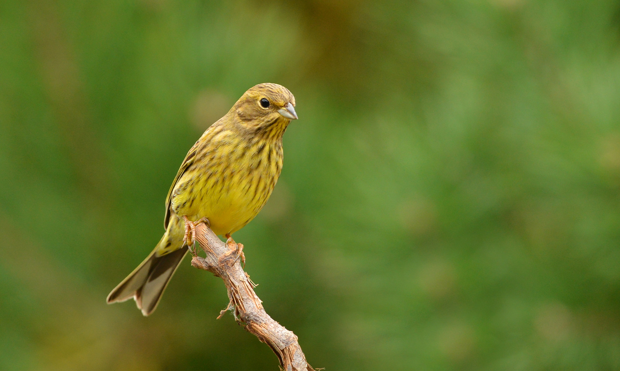 Nikon D600 + Nikon AF-S Nikkor 500mm F4G ED VR sample photo. Geelgors photography