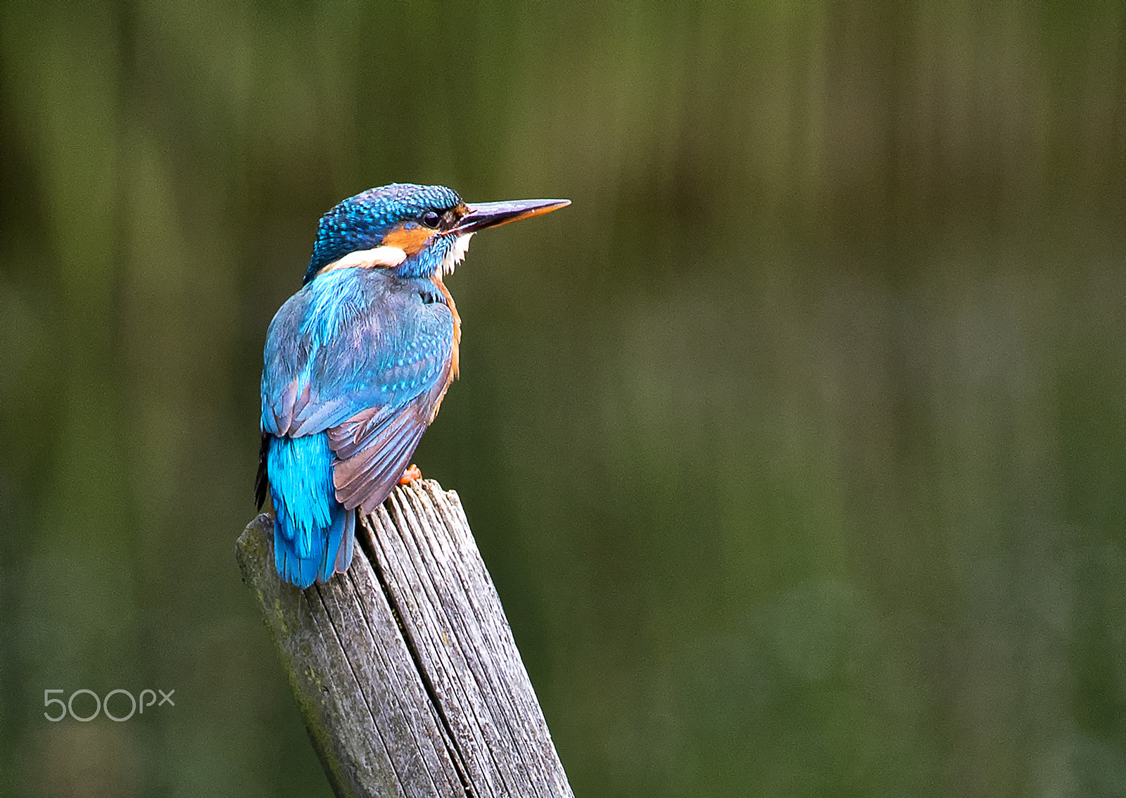 Nikon AF-S Nikkor 600mm F4D ED-IF II sample photo. Kingfisher photography