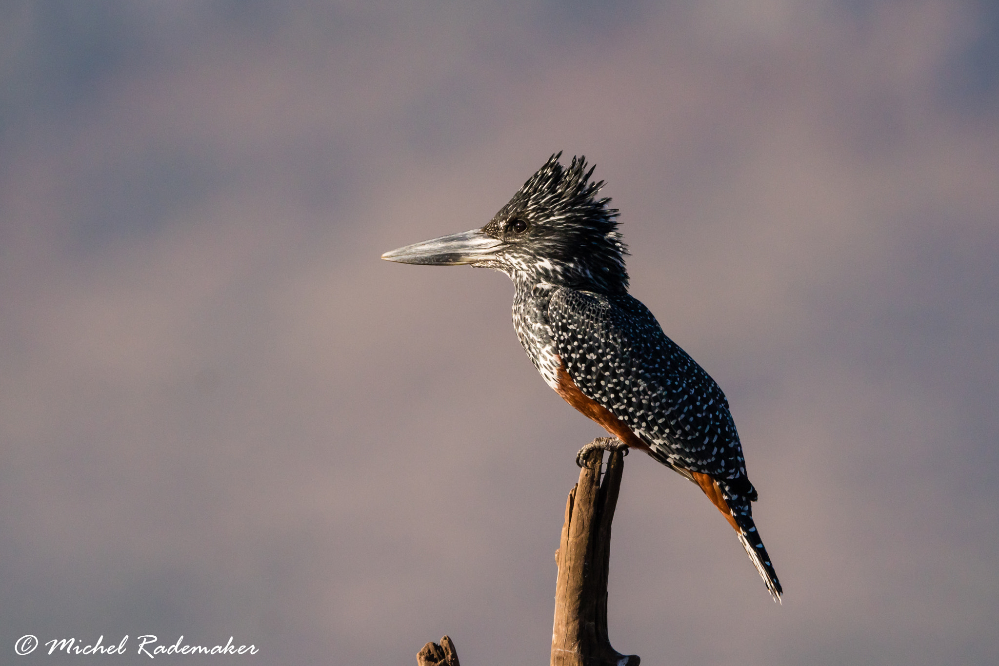 Sony ILCA-77M2 sample photo. Giant kingfisher photography