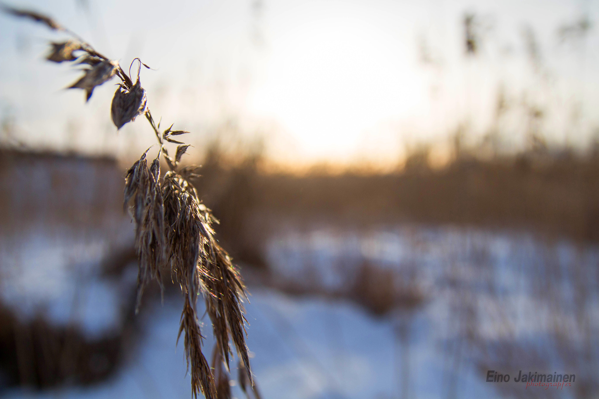 Tamron SP AF 17-50mm F2.8 XR Di II LD Aspherical (IF) sample photo. Spikelet at dawn photography