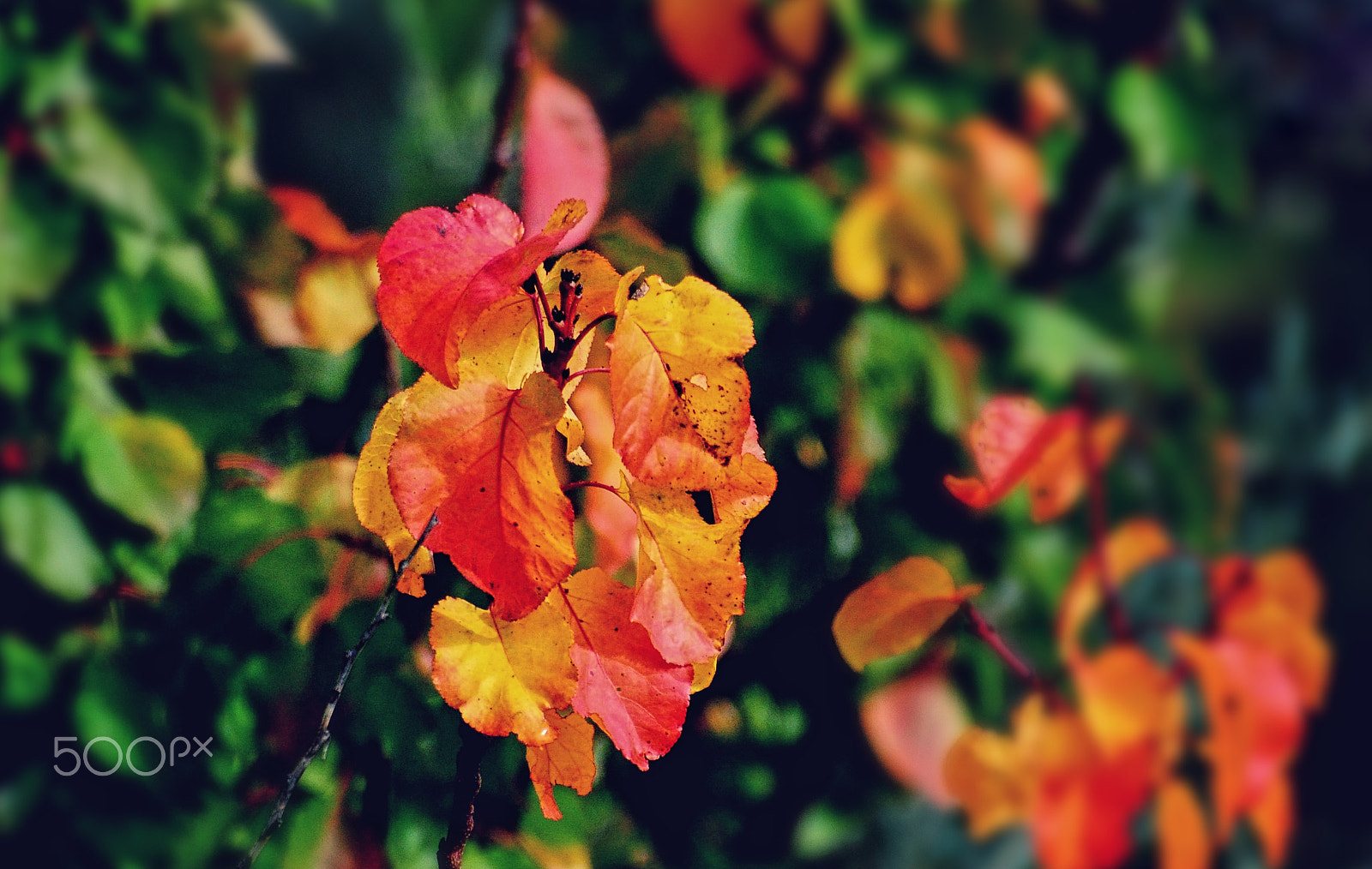 Nikon D5000 sample photo. Leaves photography