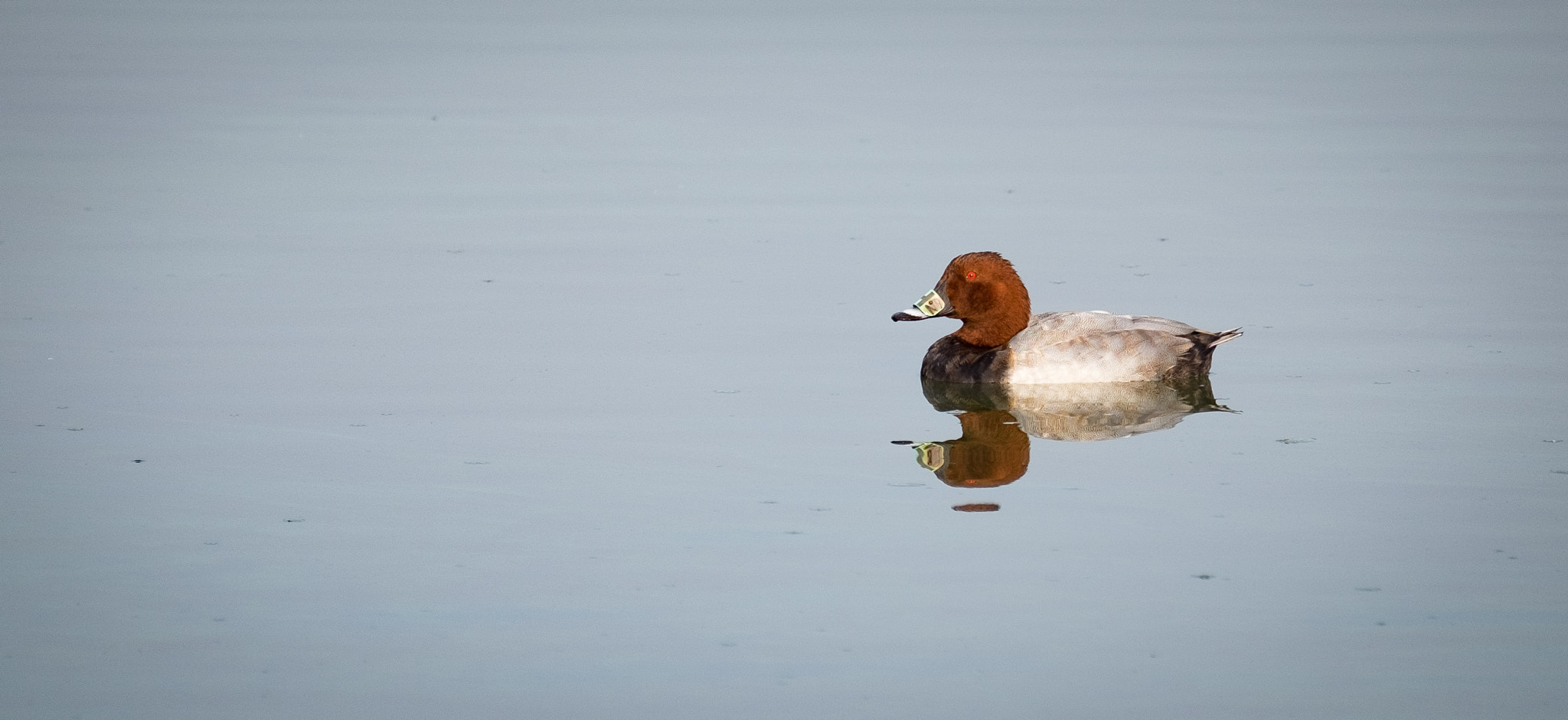 Fujifilm XF 100-400mm F4.5-5.6 R LM OIS WR sample photo. Le canard photography