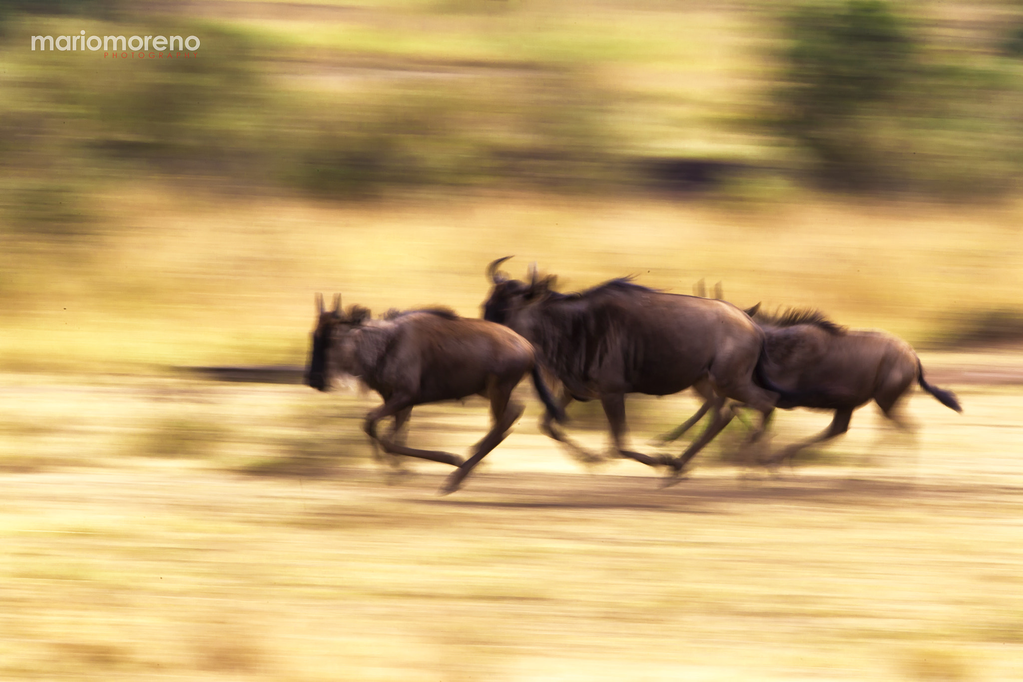 Canon EF 300mm F2.8L IS USM sample photo. Migration speed ii photography