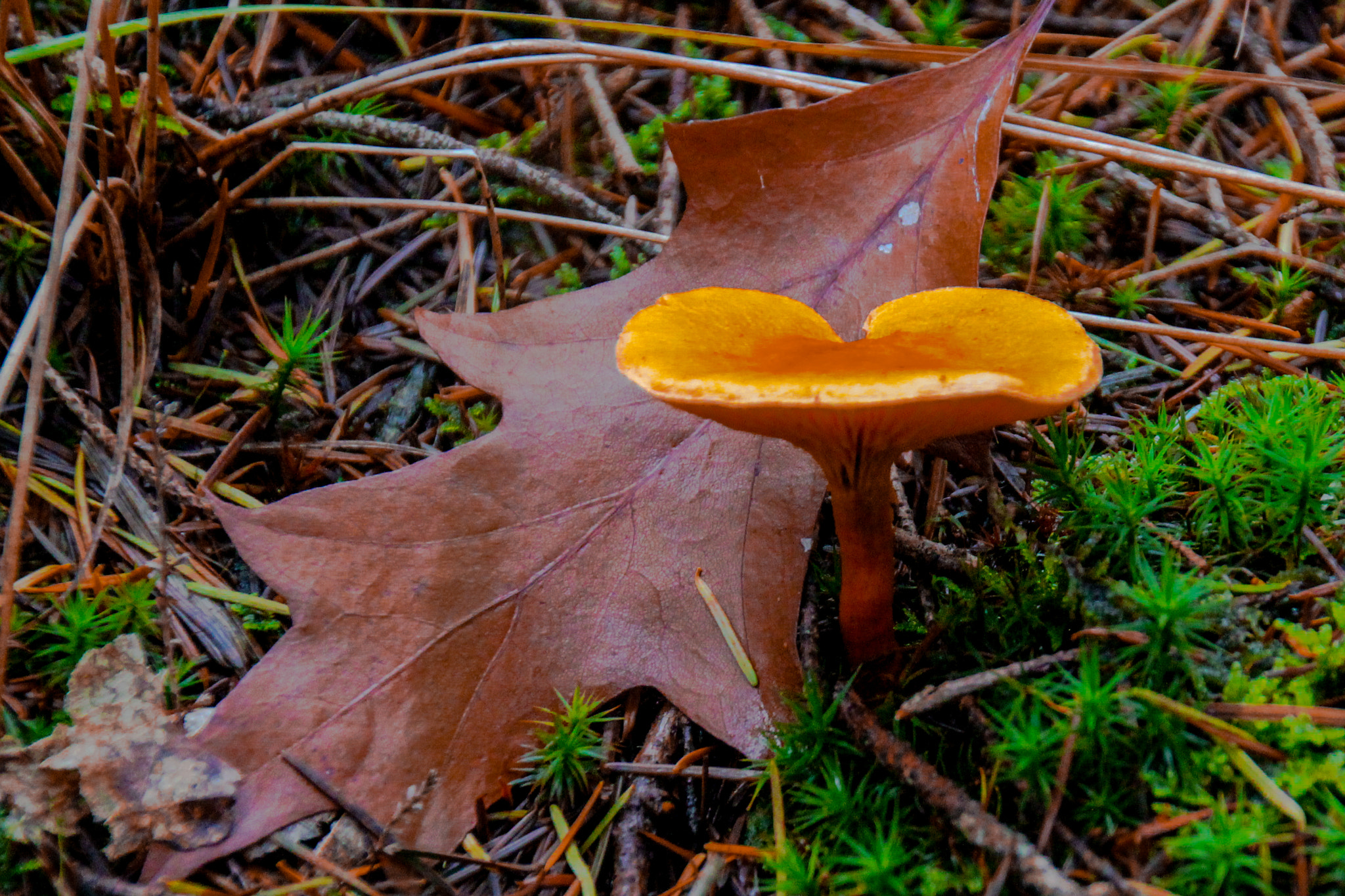 Canon EOS 100D (EOS Rebel SL1 / EOS Kiss X7) sample photo. Mushroom 2 photography