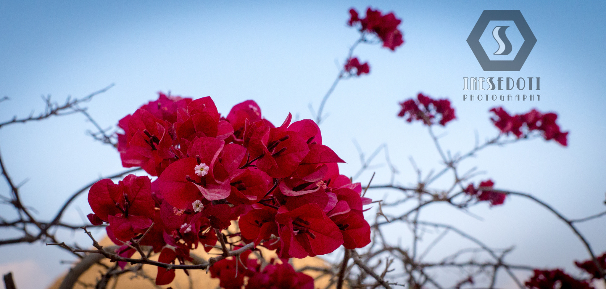 Panasonic Lumix DMC-GH3 sample photo. Flowers and sky photography