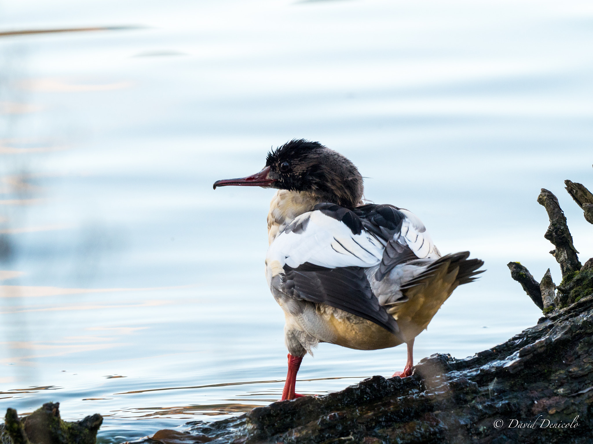 Olympus OM-D E-M5 II sample photo. Bath time at the sunset photography