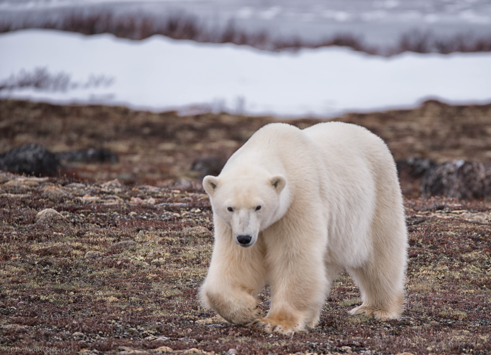 Sigma 150-600mm F5-6.3 DG OS HSM | C sample photo. Polar beauty photography