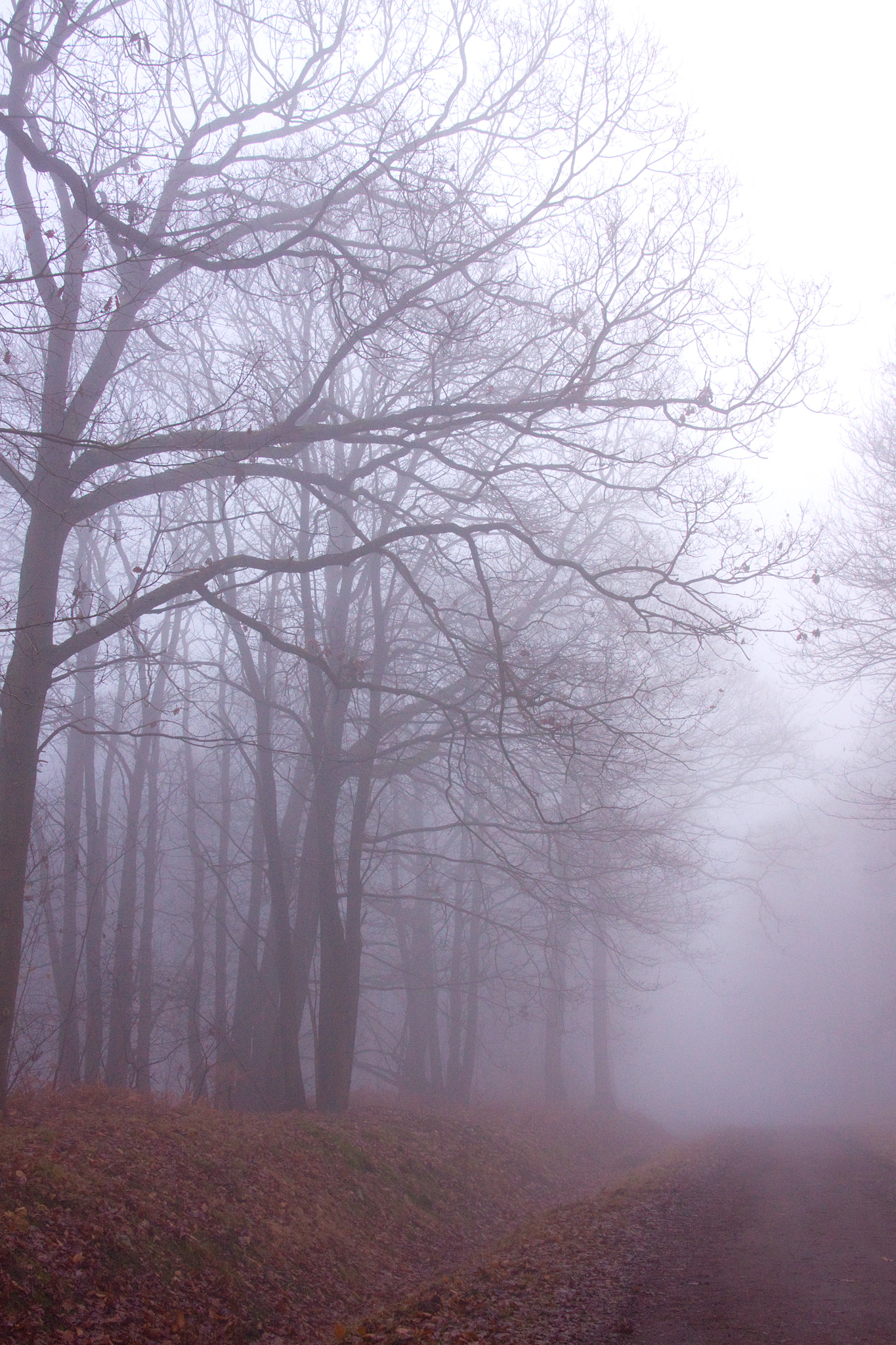 Canon EOS 50D sample photo. Brouillard (fog) photography