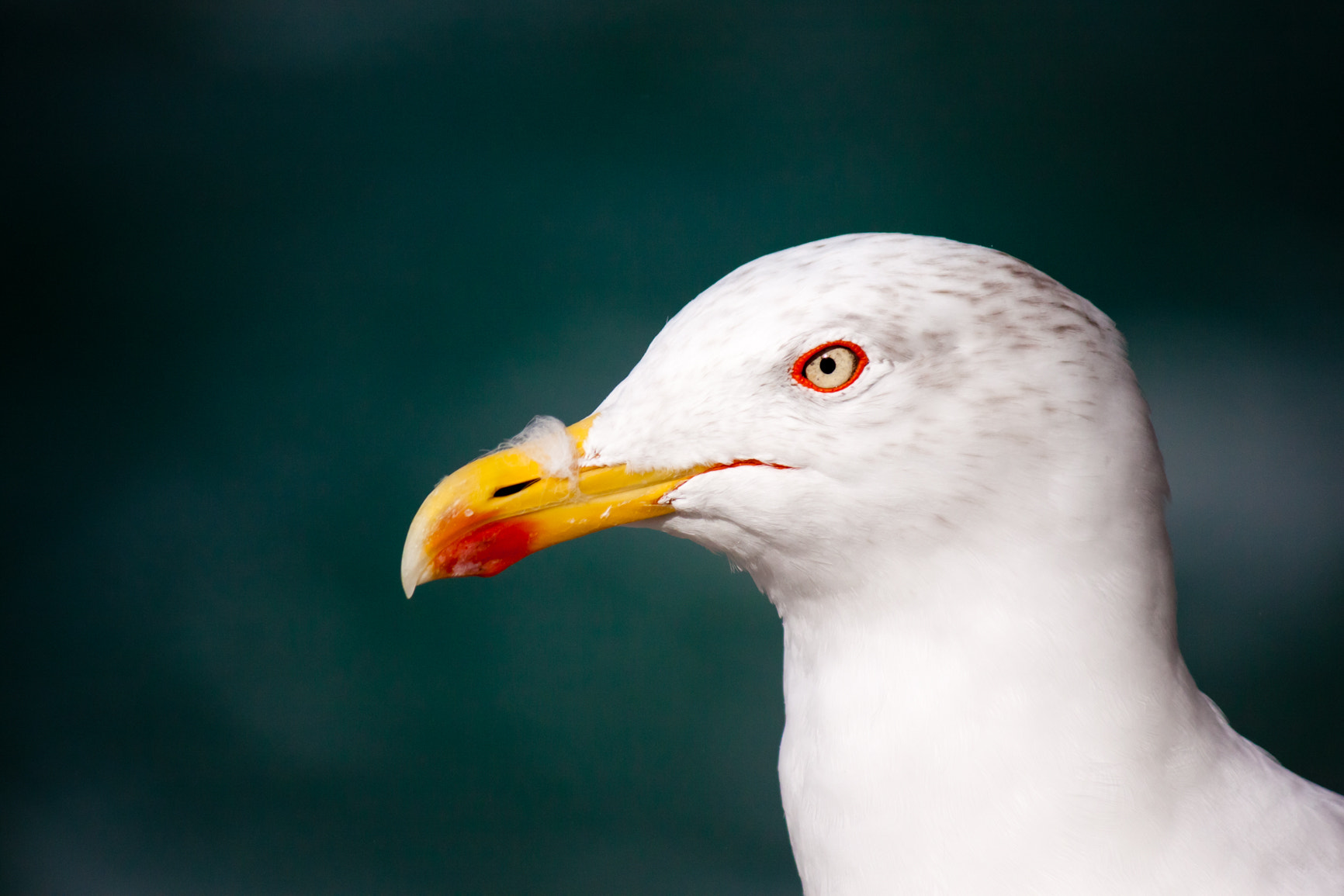 Canon EF-S 55-250mm F4-5.6 IS sample photo. Don't look back in anger photography