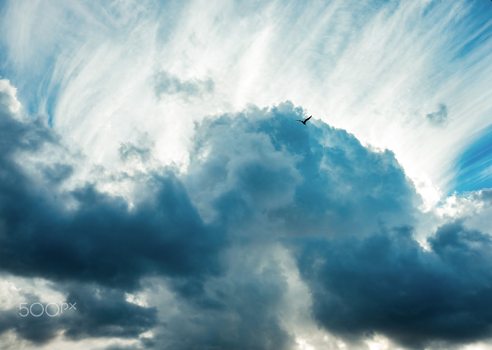 Fujifilm X-E2 sample photo. Big bird in the dramatic cloudy sky photography