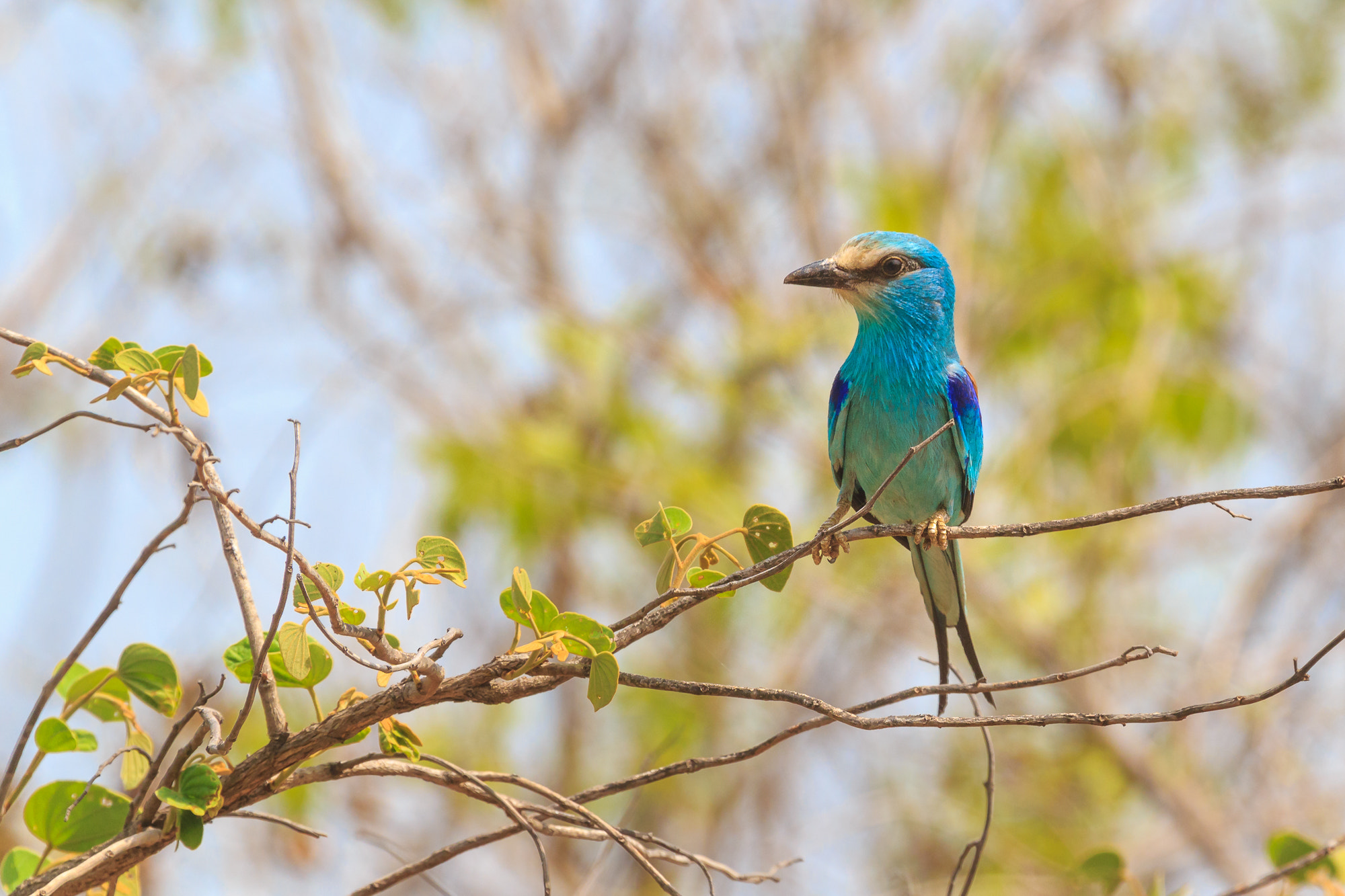 Canon EF 100-400mm F4.5-5.6L IS USM sample photo. European roller photography