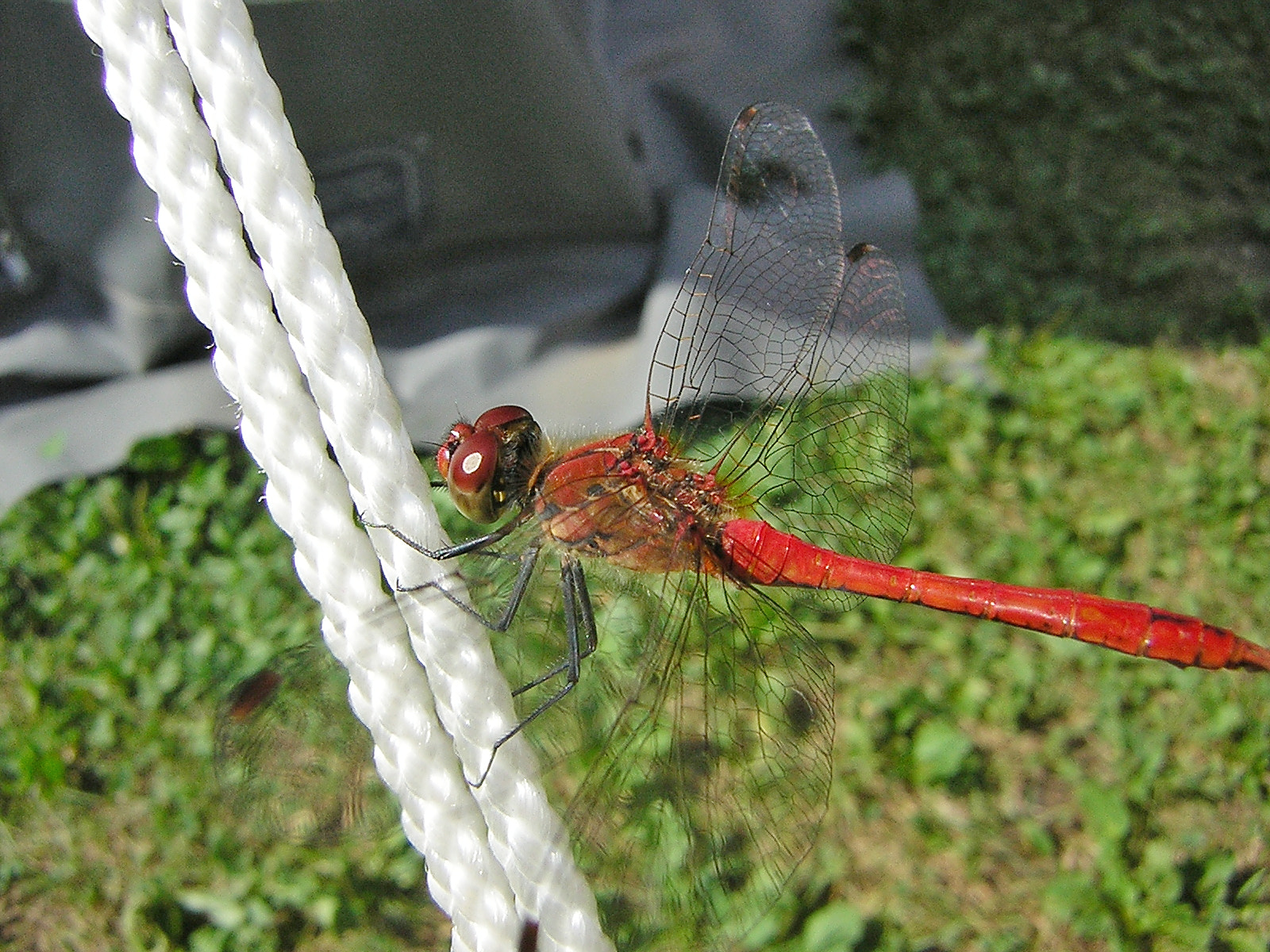 Nikon E2200 sample photo. Dragonfly photography