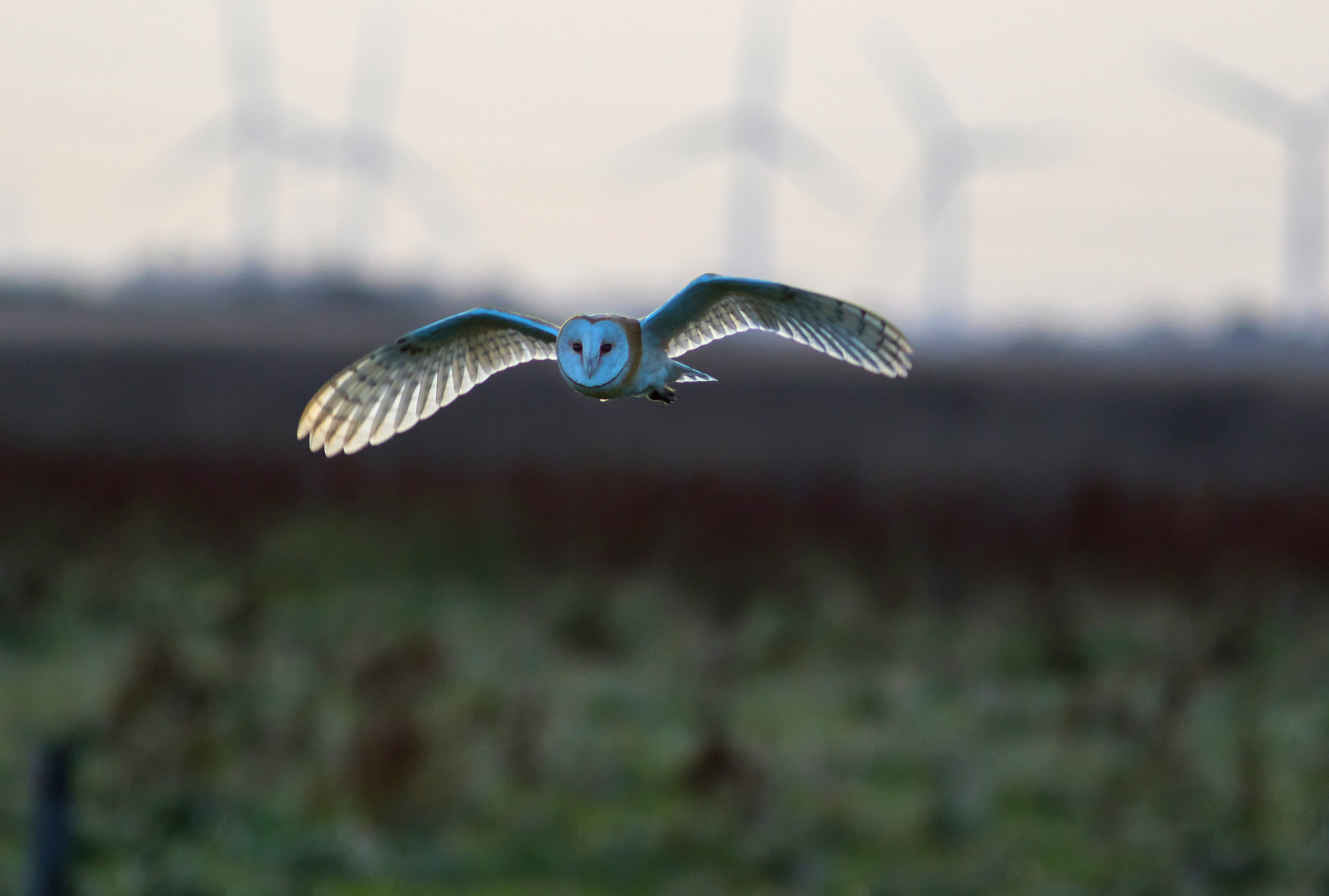 Canon EOS 7D Mark II + Canon EF 300mm F4L IS USM sample photo. Barn owl photography