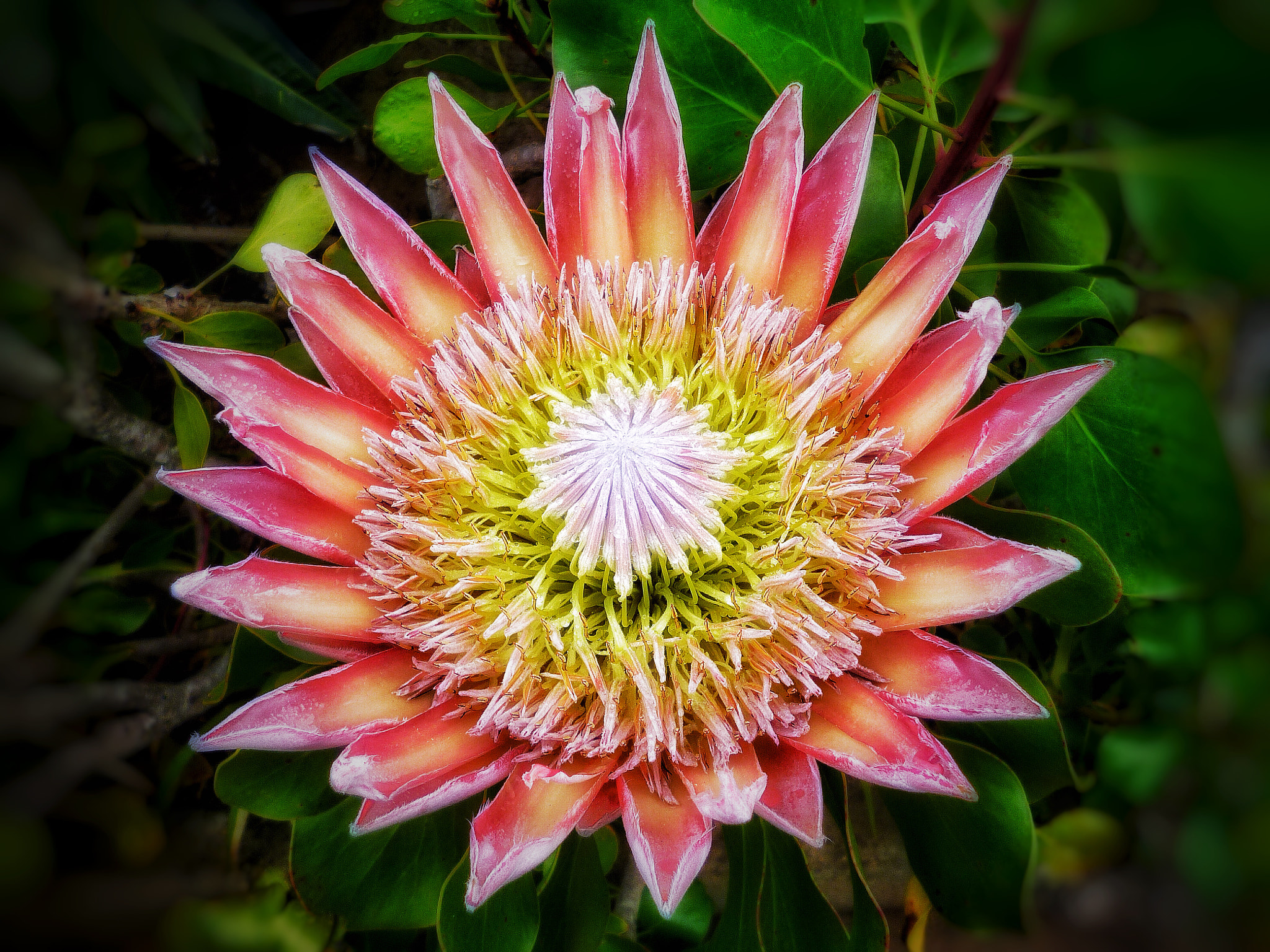 Panasonic DMC-S3 sample photo. Красивый цветок с Канарских островов photography