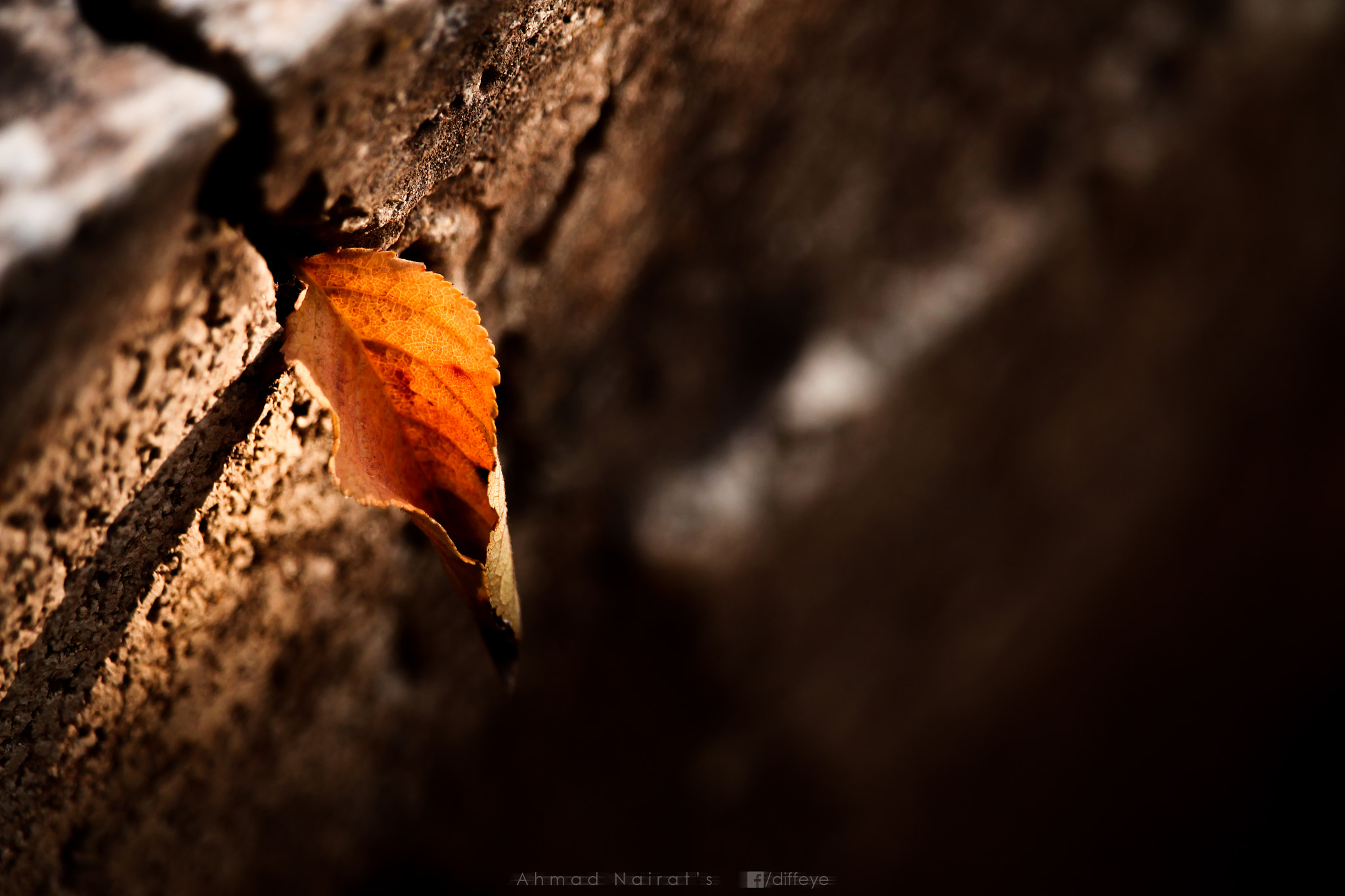 Canon EF-S 55-250mm F4-5.6 IS STM sample photo. Autumn crack photography