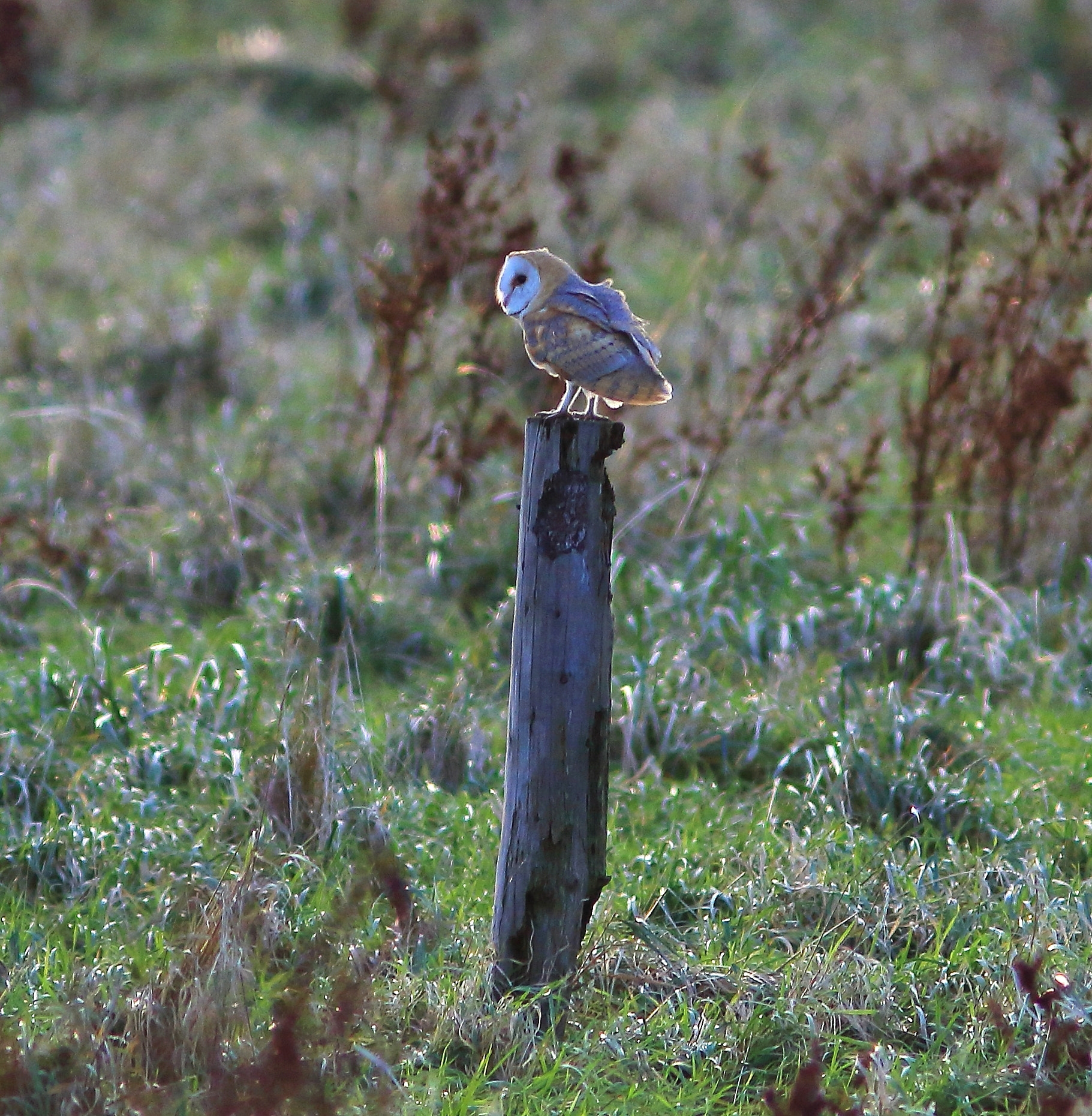 Canon EF 300mm F4L IS USM sample photo. Barn owl photography