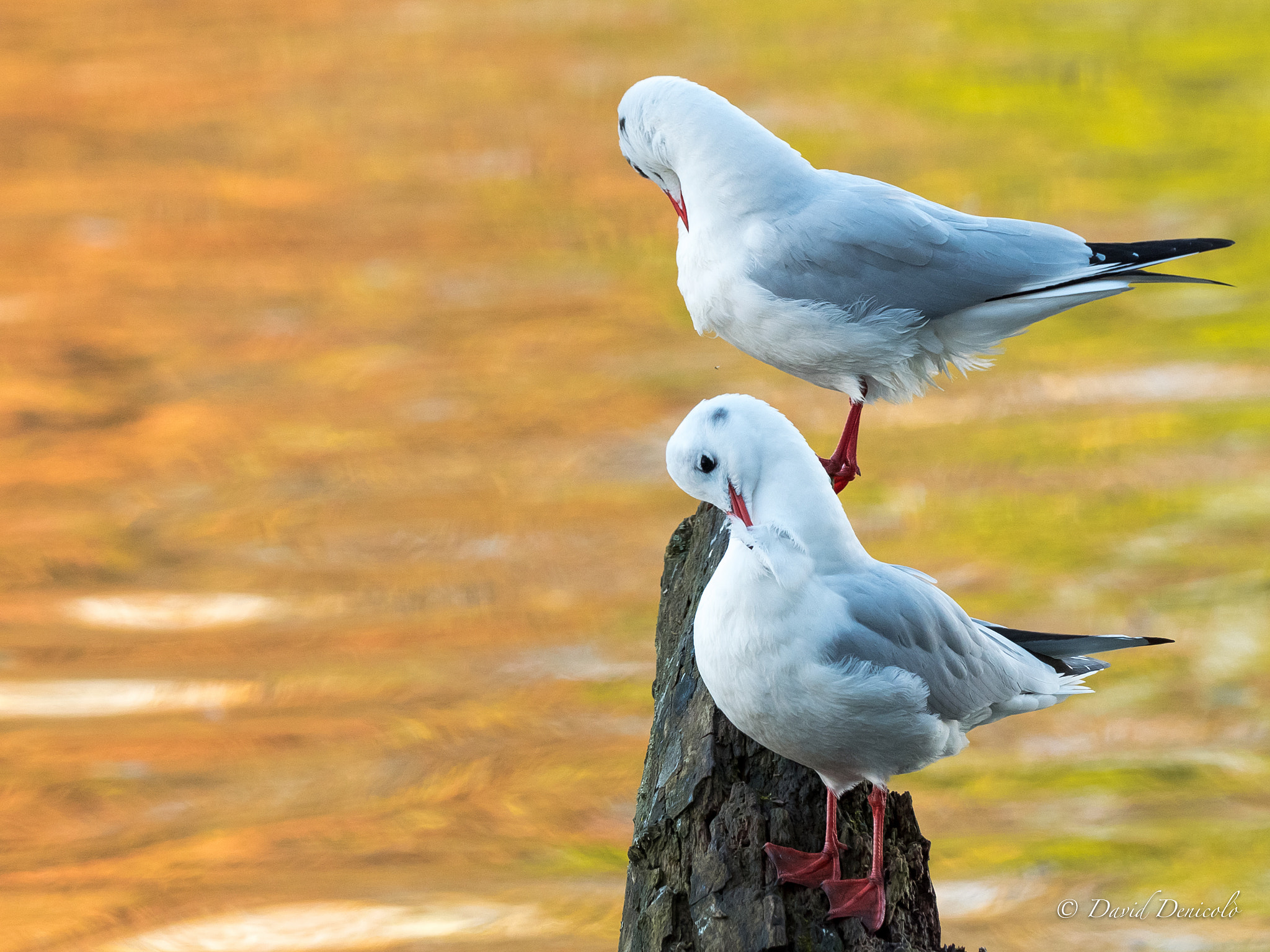 Olympus OM-D E-M5 II + M.300mm F4.0 + MC-14 sample photo. Sunset photography