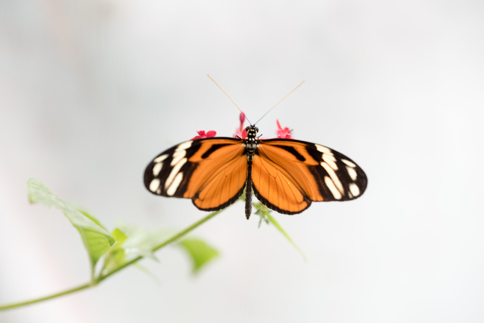Sigma 150mm F2.8 EX DG OS Macro HSM sample photo. Heliconius ismenius photography