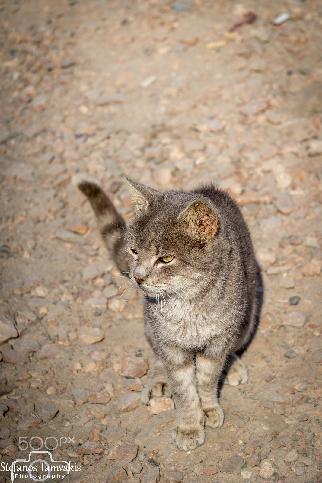 Sony a7R + Sony E 55-210mm F4.5-6.3 OSS sample photo. A street cat photography