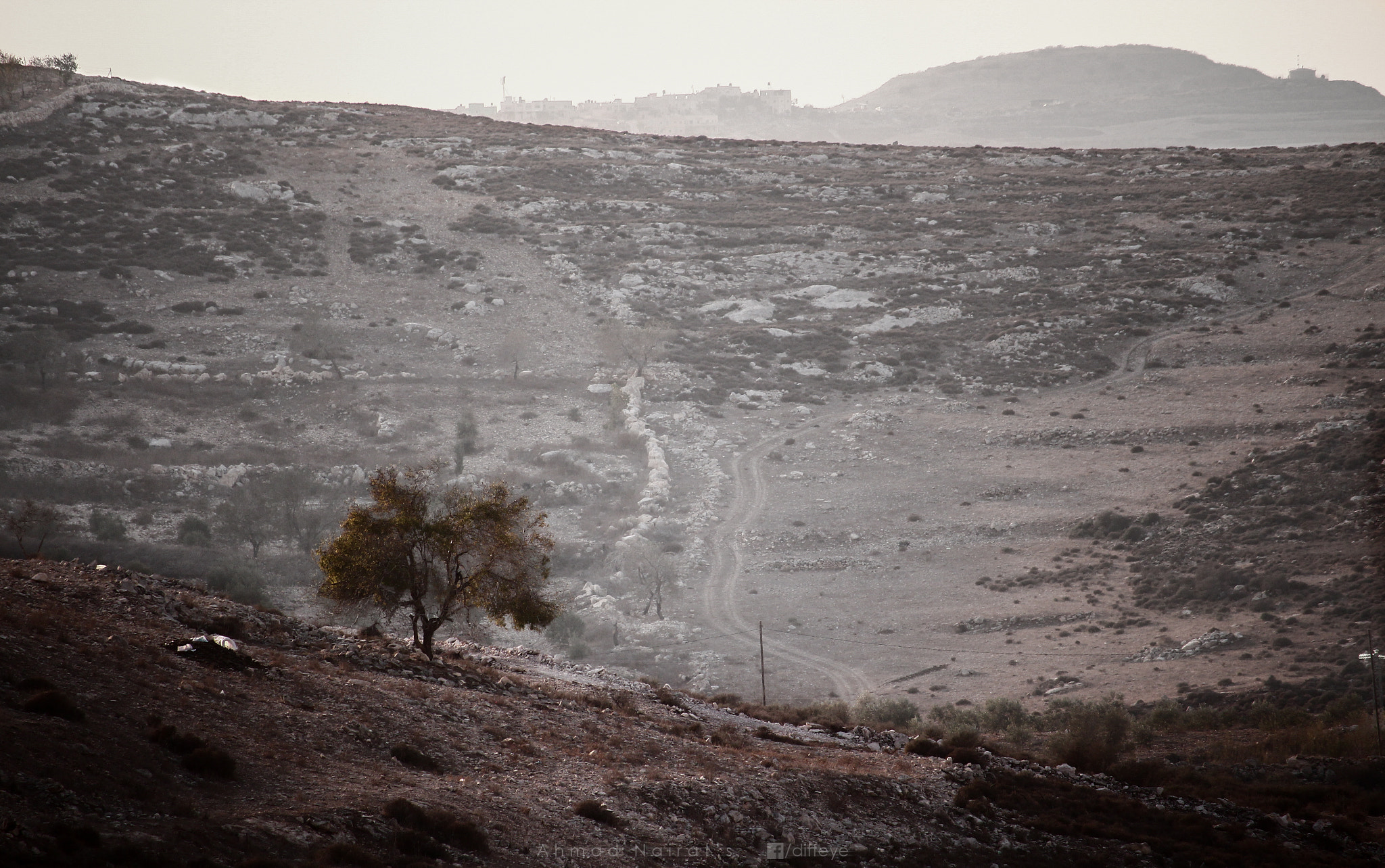 Canon EF-S 55-250mm F4-5.6 IS STM sample photo. Lonely tree photography