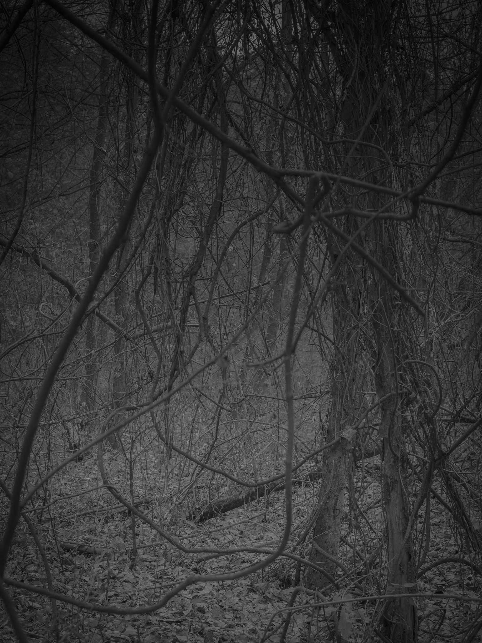 Panasonic Lumix G 42.5mm F1.7 ASPH Power OIS sample photo. Dark woods photography