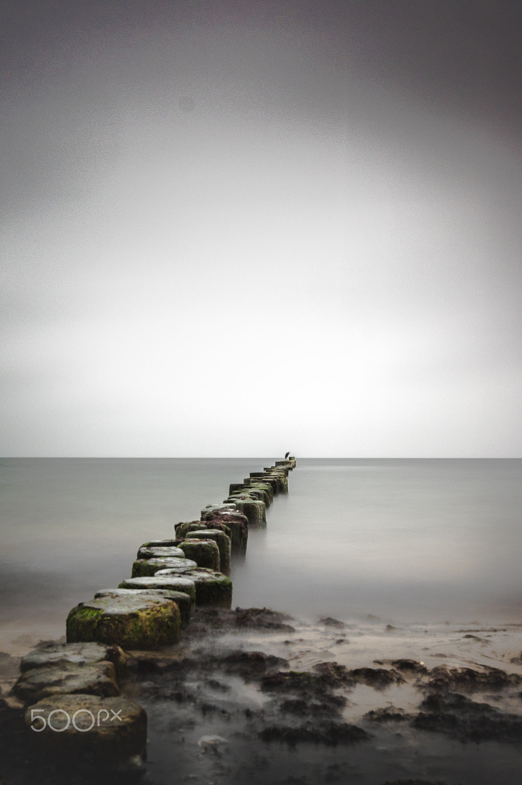 Sigma 10-20mm F3.5 EX DC HSM sample photo. Breakwater and bird photography