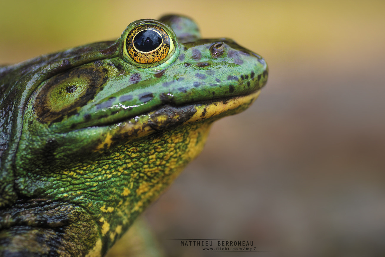 Sony a99 II + Tamron SP AF 90mm F2.8 Di Macro sample photo. Close bullfrog photography