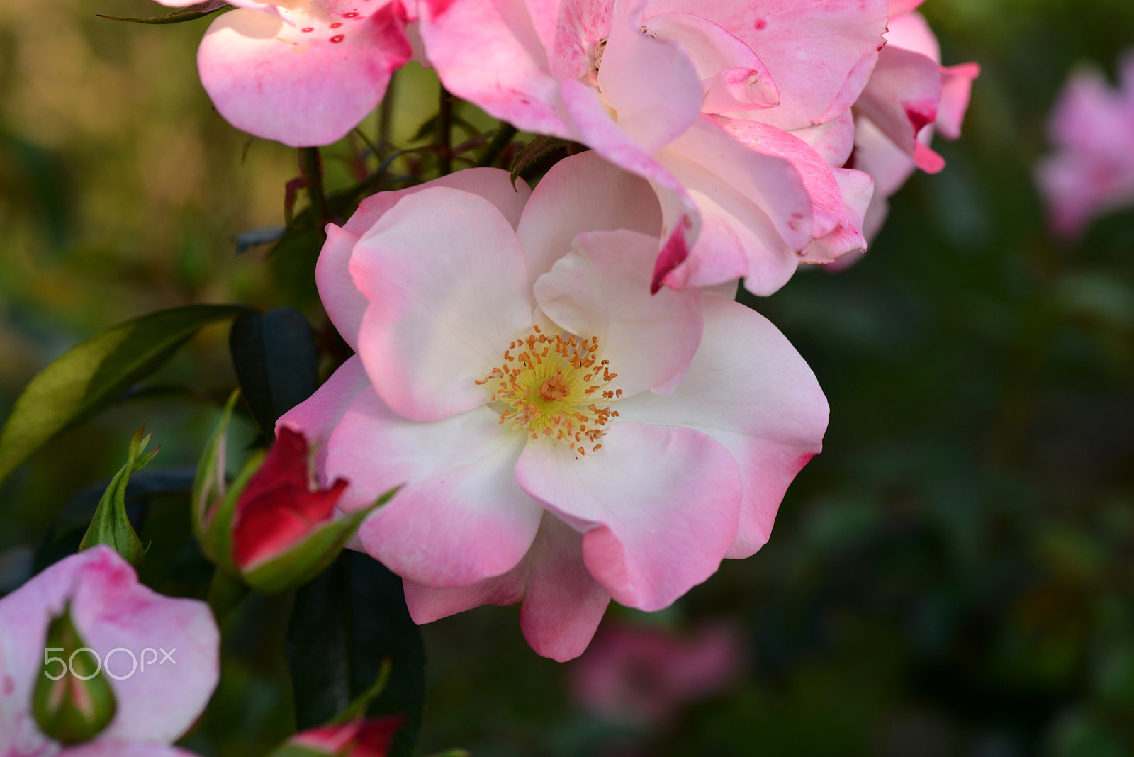 Nikon D600 sample photo. Pink gradation rose photography
