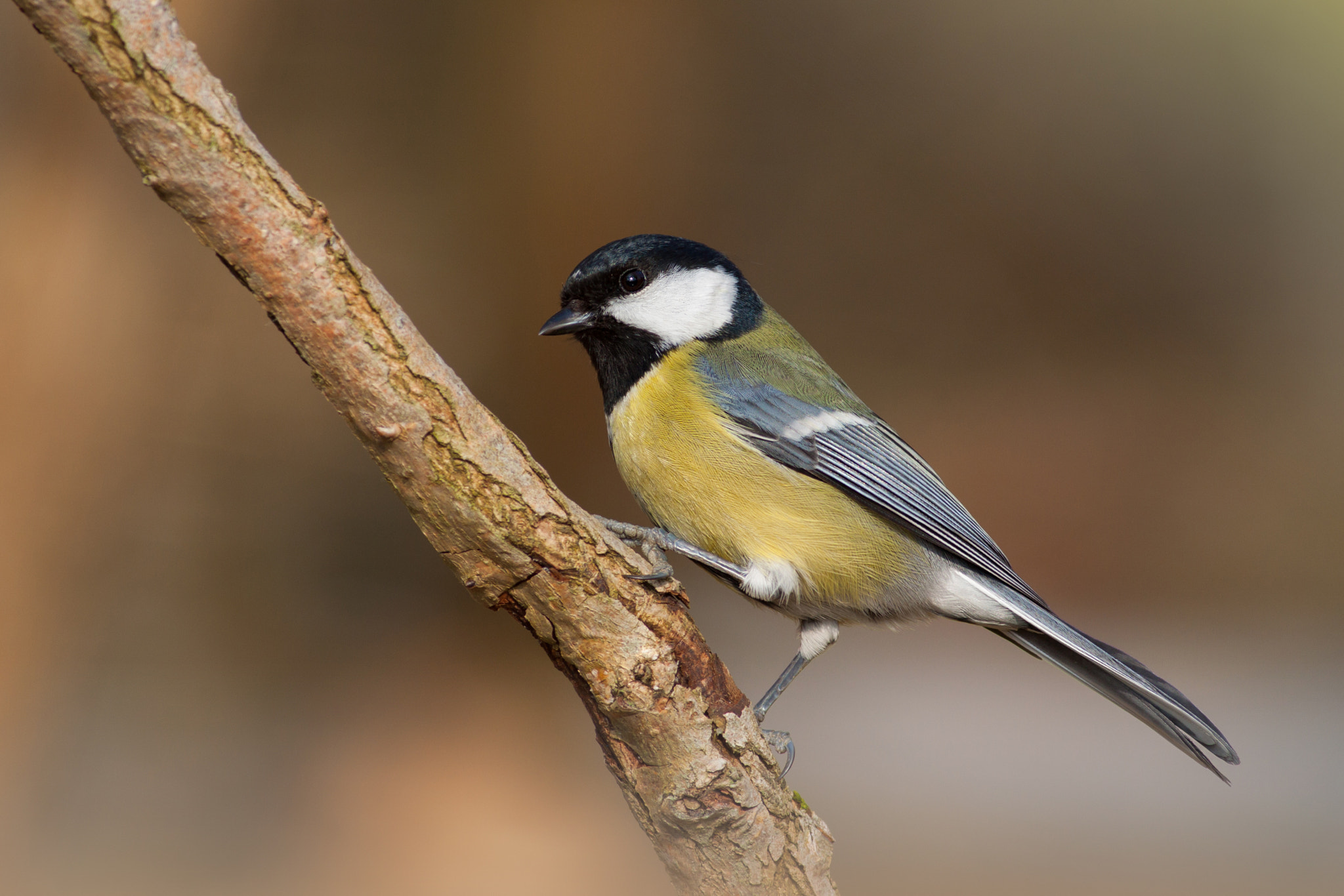 Canon EOS 50D + Canon EF 400mm F5.6L USM sample photo. Sýkora koňadra photography