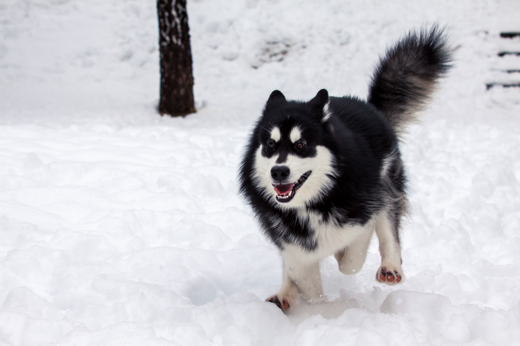 Canon EF 70-200mm F2.8L USM sample photo. Ruuuuuun! photography