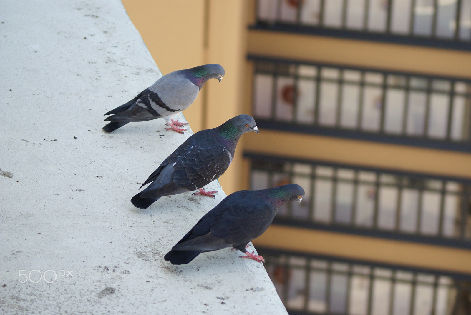 Sony Alpha DSLR-A100 sample photo. Pigeons photography