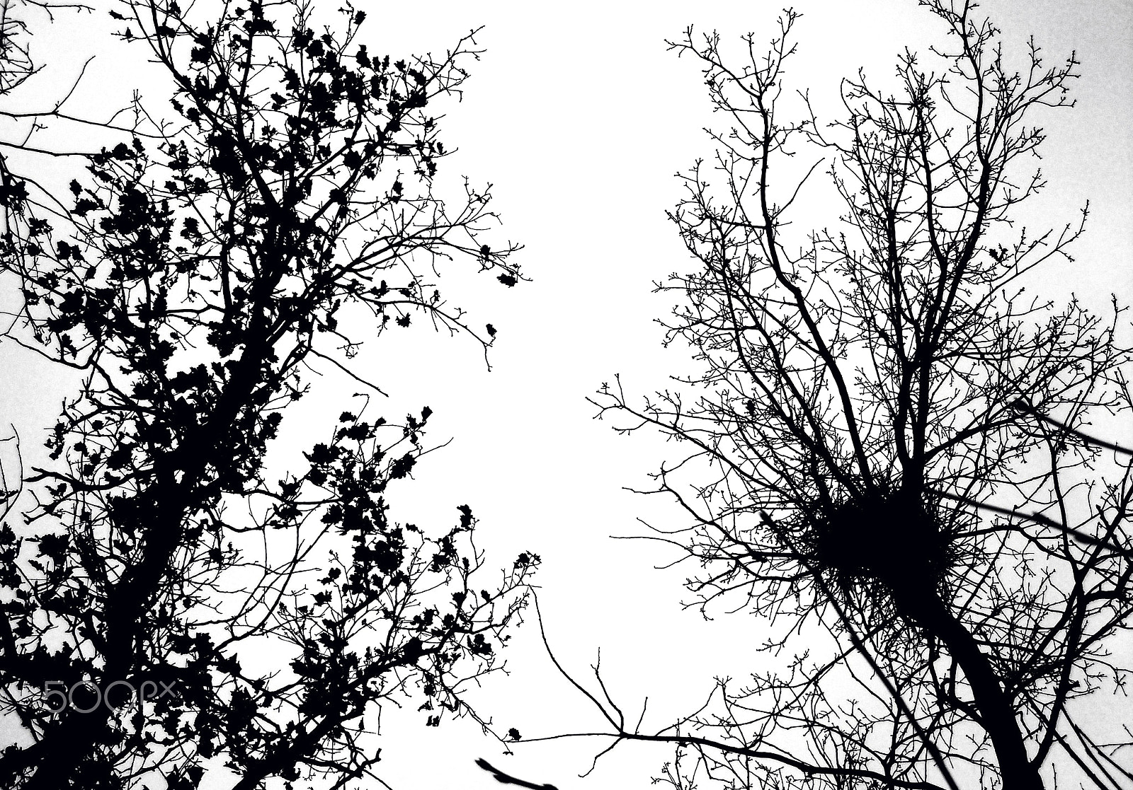 Nikon Coolpix S8000 sample photo. Two trees photography