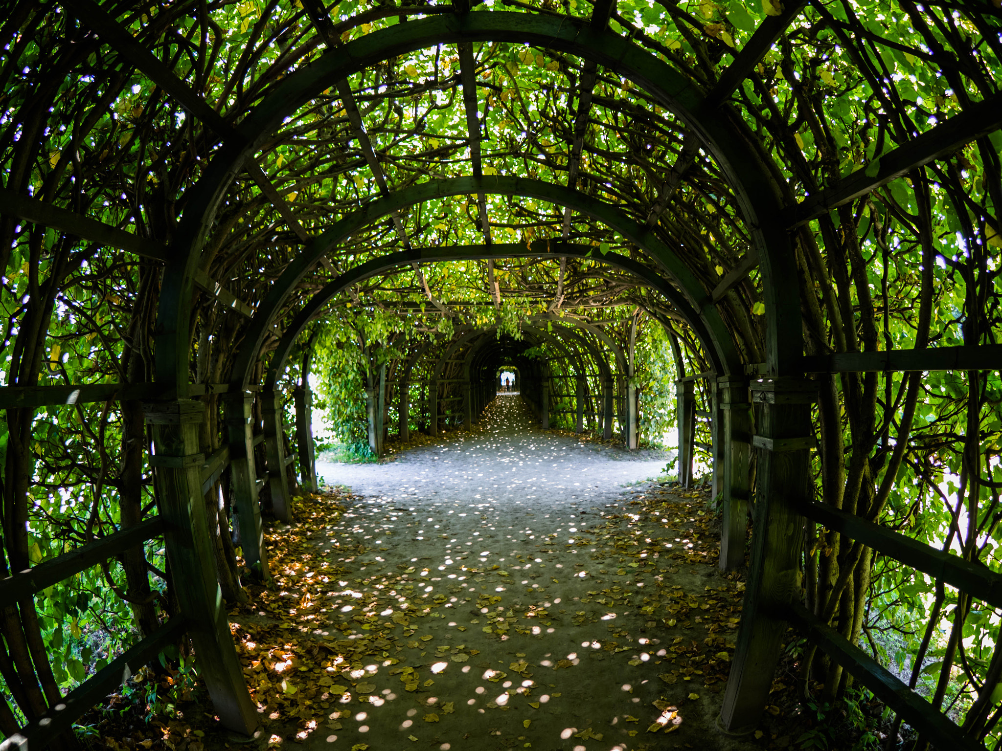 Olympus OM-D E-M1 + OLYMPUS M.8mm F1.8 sample photo. Green tunnel photography