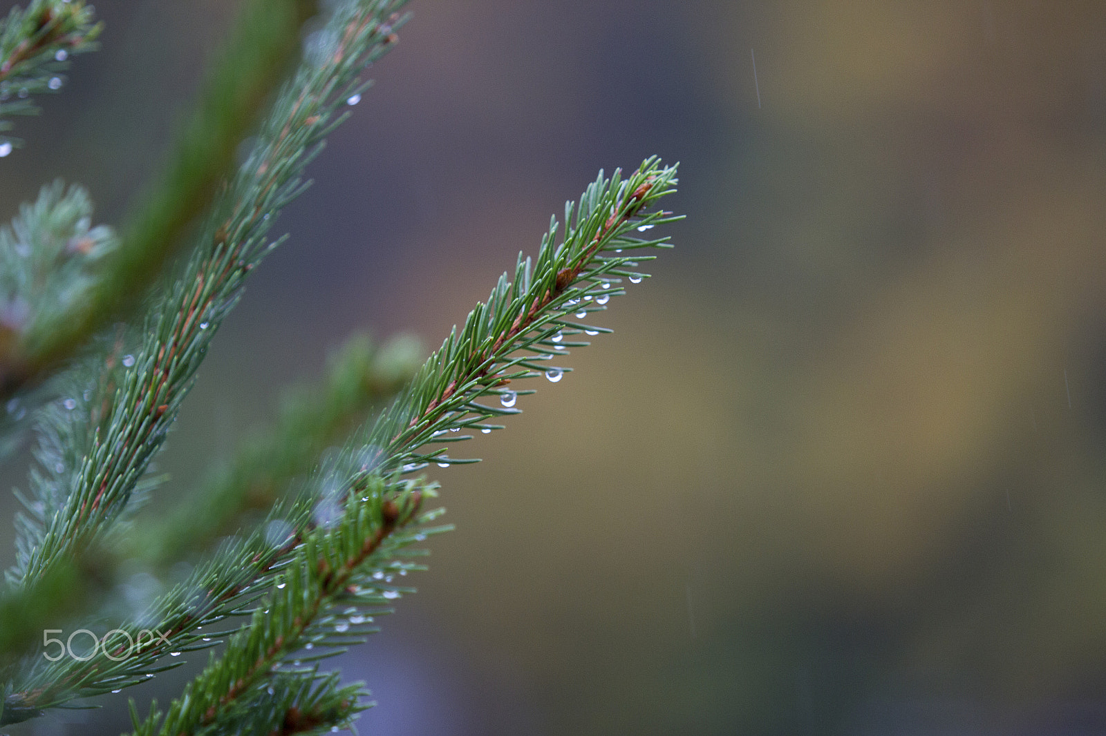 Canon EF 70-200mm F2.8L USM sample photo. After rain photography
