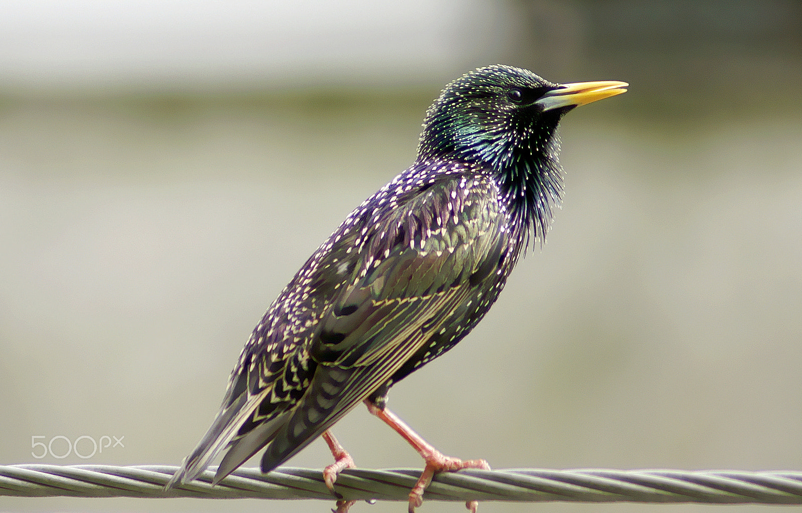 Sony Alpha DSLR-A100 sample photo. Starling photography