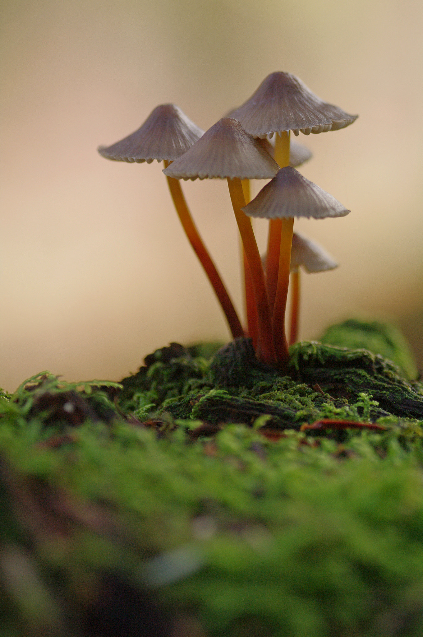 Pentax K-7 sample photo. Champignon photography