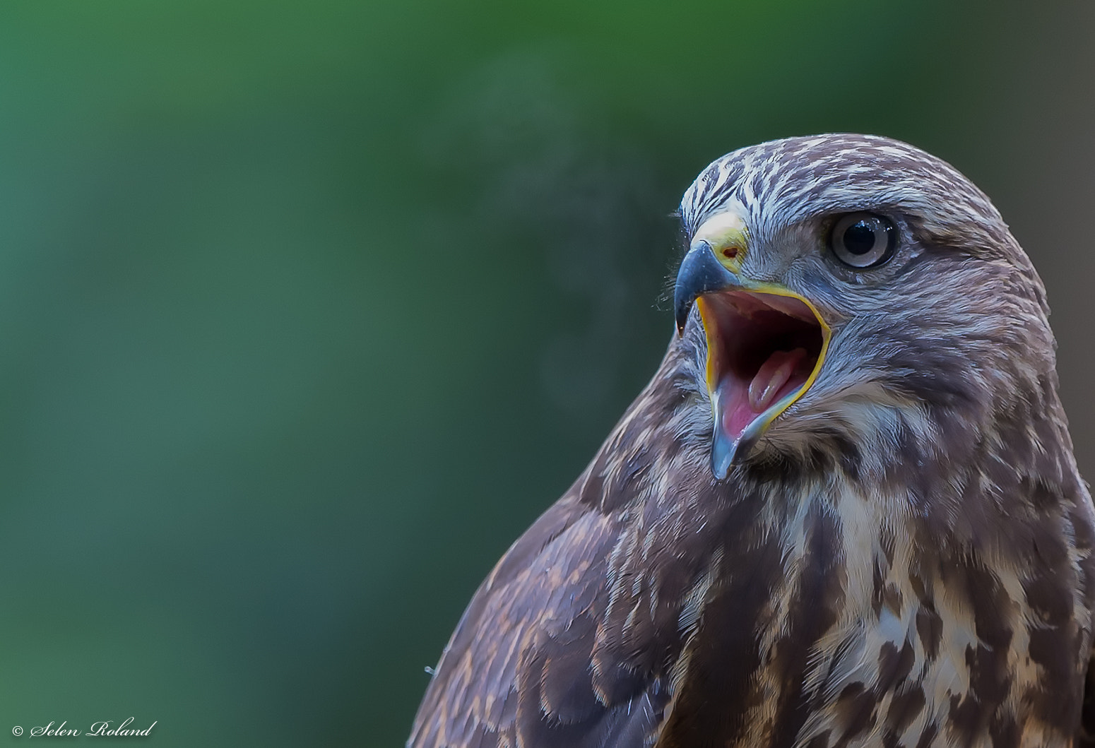 Nikon D4 + Nikon AF-S Nikkor 500mm F4G ED VR sample photo. Buizerd - buzzard photography