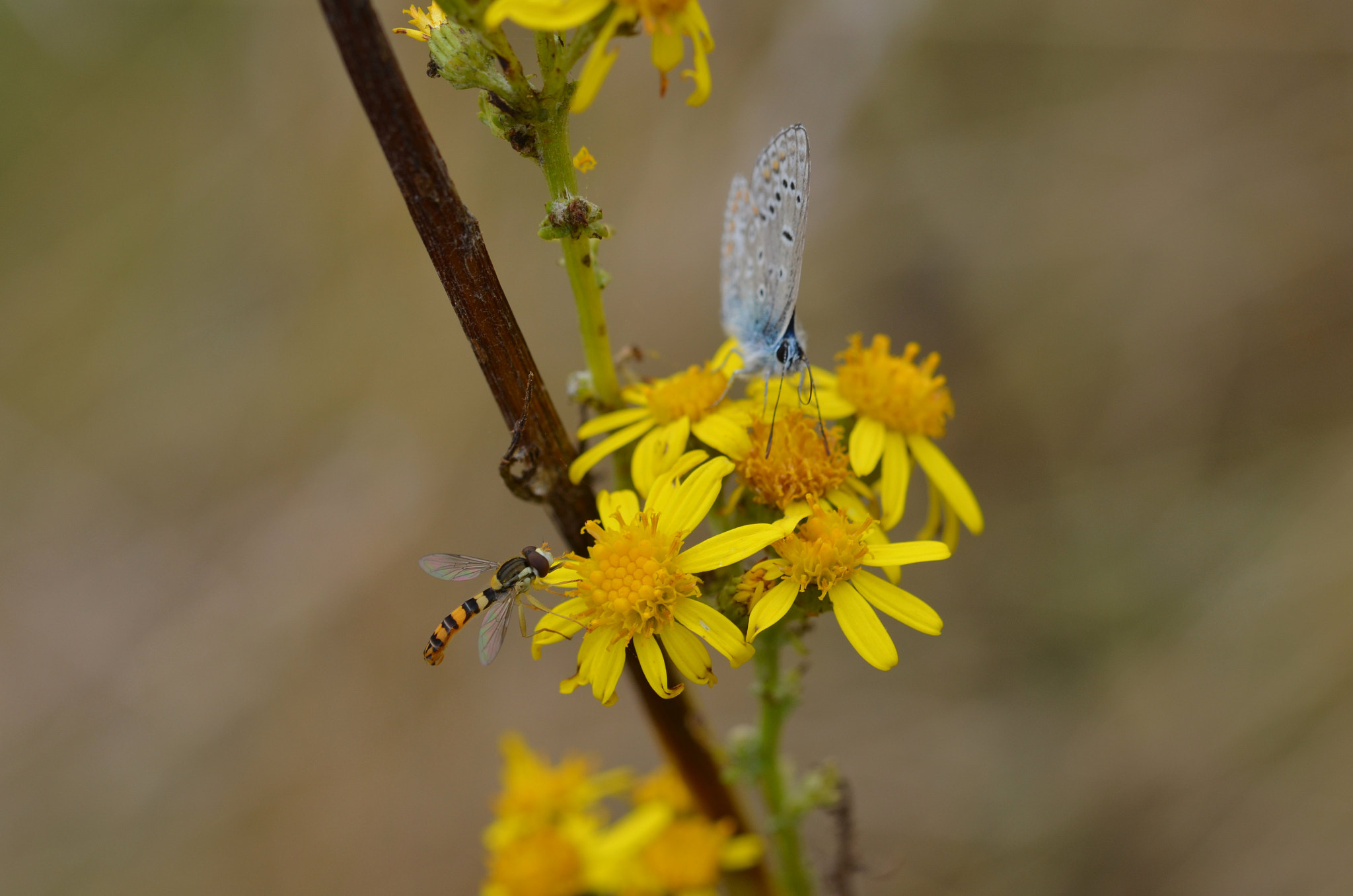 Sigma 105mm F2.8 EX DG OS HSM sample photo. Sharing  photography