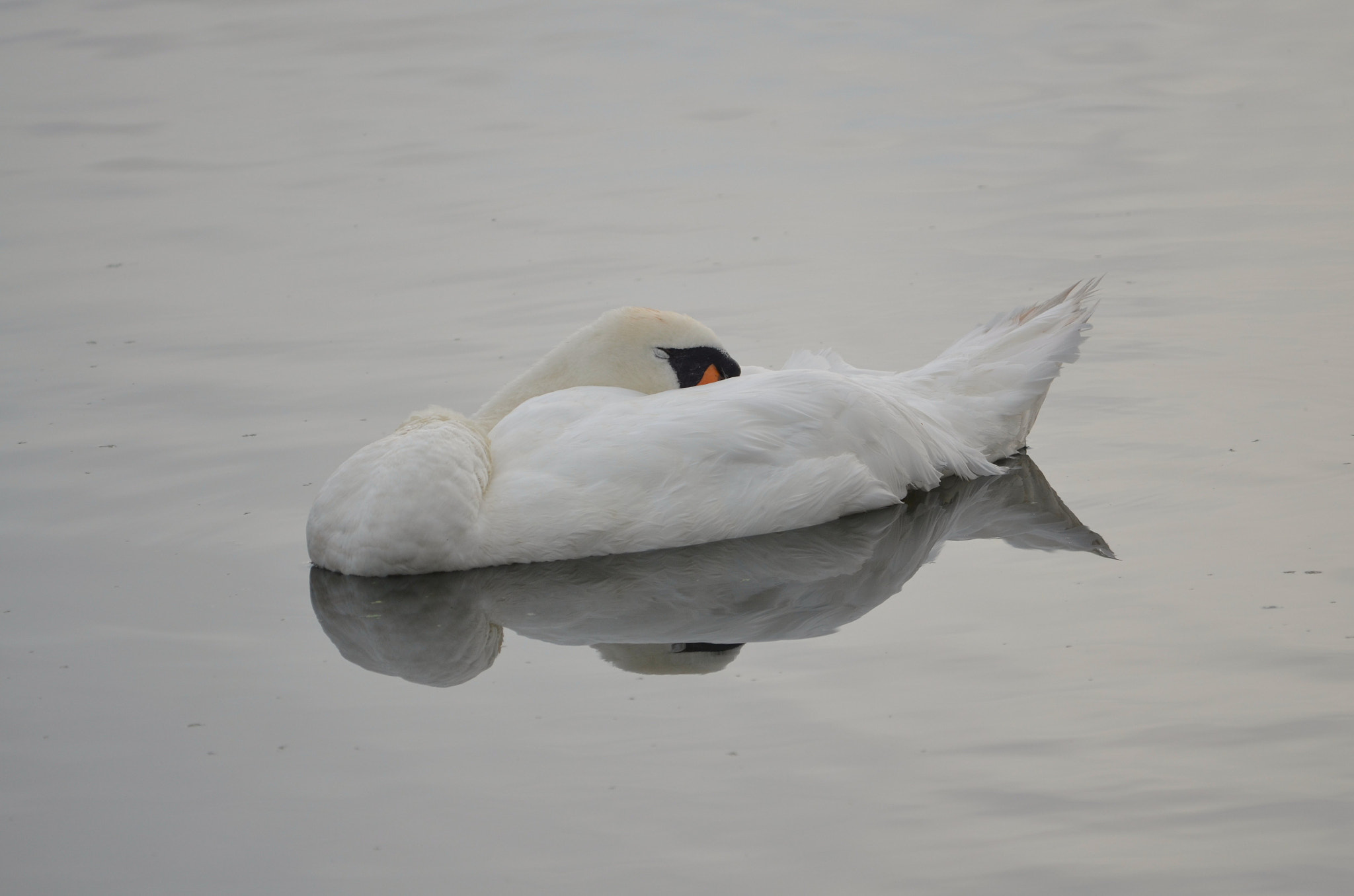 Sigma 150-500mm F5-6.3 DG OS HSM sample photo. Sleeping beauty  photography