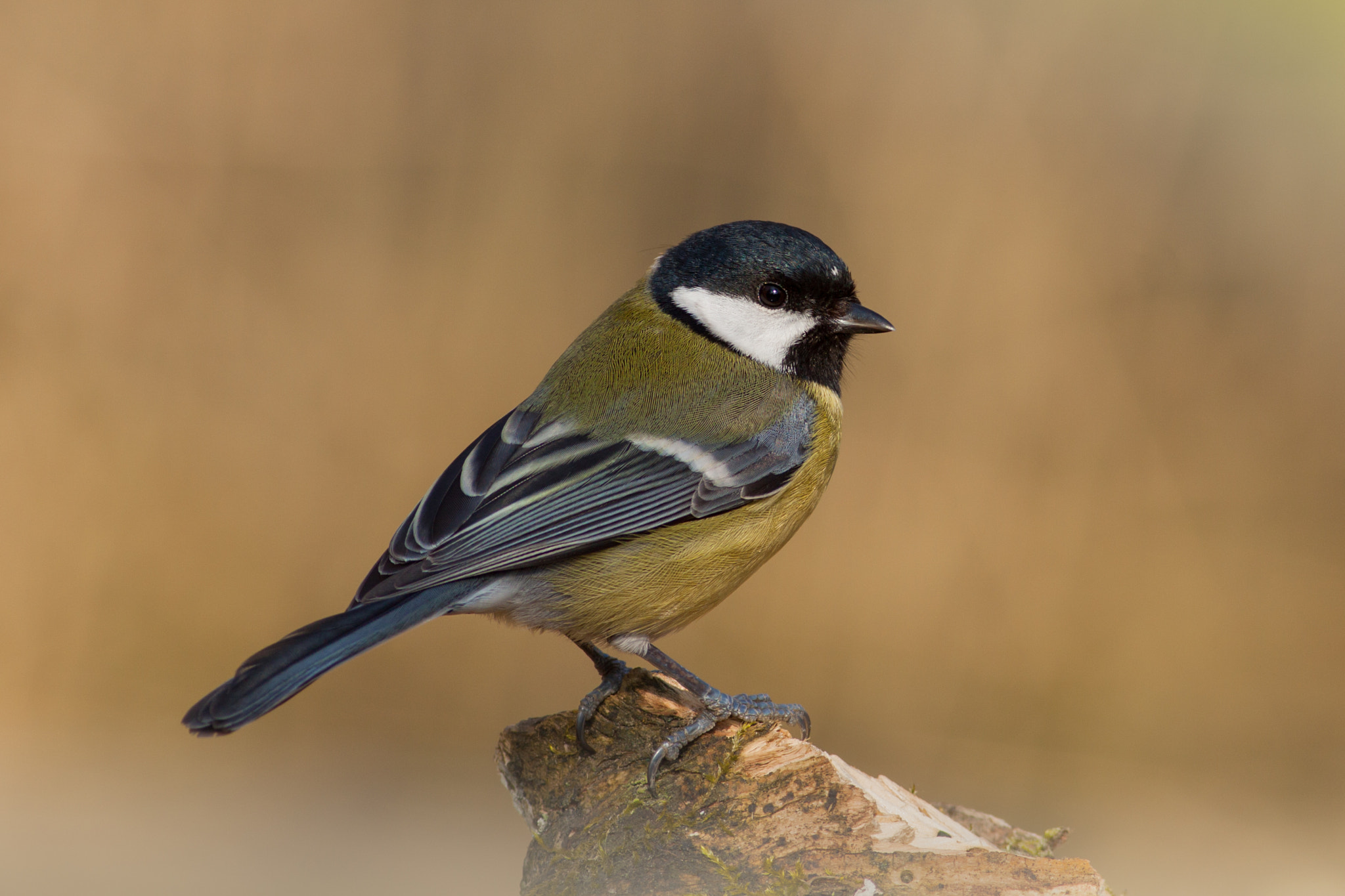 Canon EOS 50D + Canon EF 400mm F5.6L USM sample photo. Sýkora koňadra photography