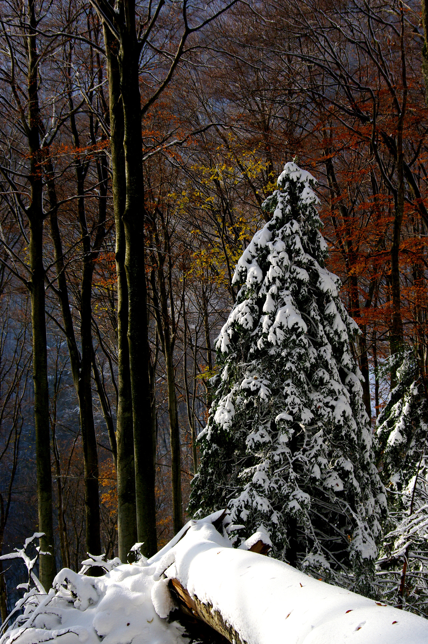 Pentax smc DA 50-200mm F4-5.6 ED WR sample photo. First snow photography