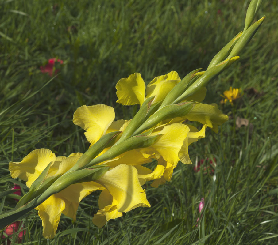 Canon EOS 1000D (EOS Digital Rebel XS / EOS Kiss F) sample photo. Gladiola photography