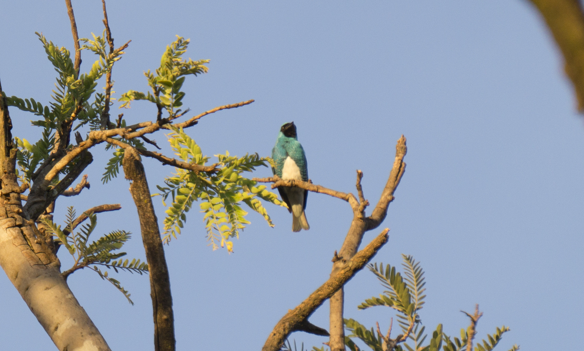 Sony Alpha a3500 sample photo. Blue bird photography