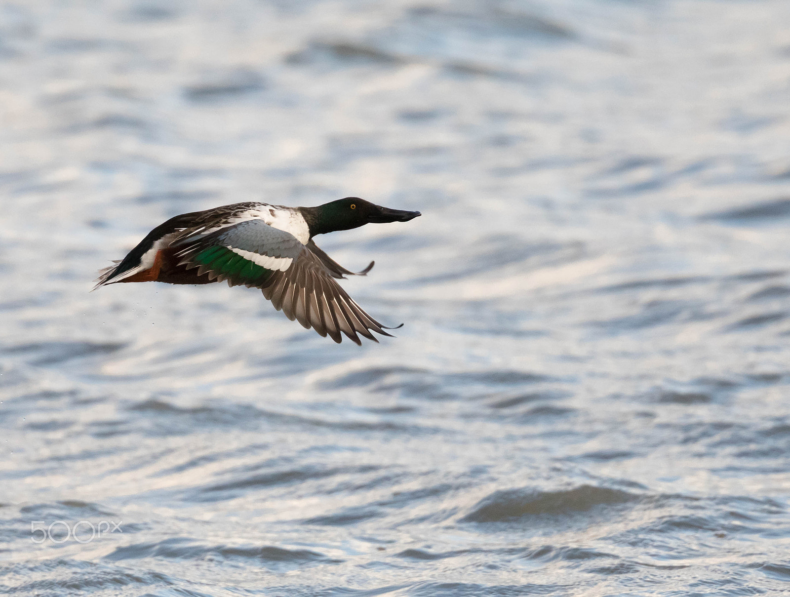 Canon EOS 5D Mark IV + Canon EF 300mm F2.8L IS II USM sample photo. Northern shoveler in flight photography